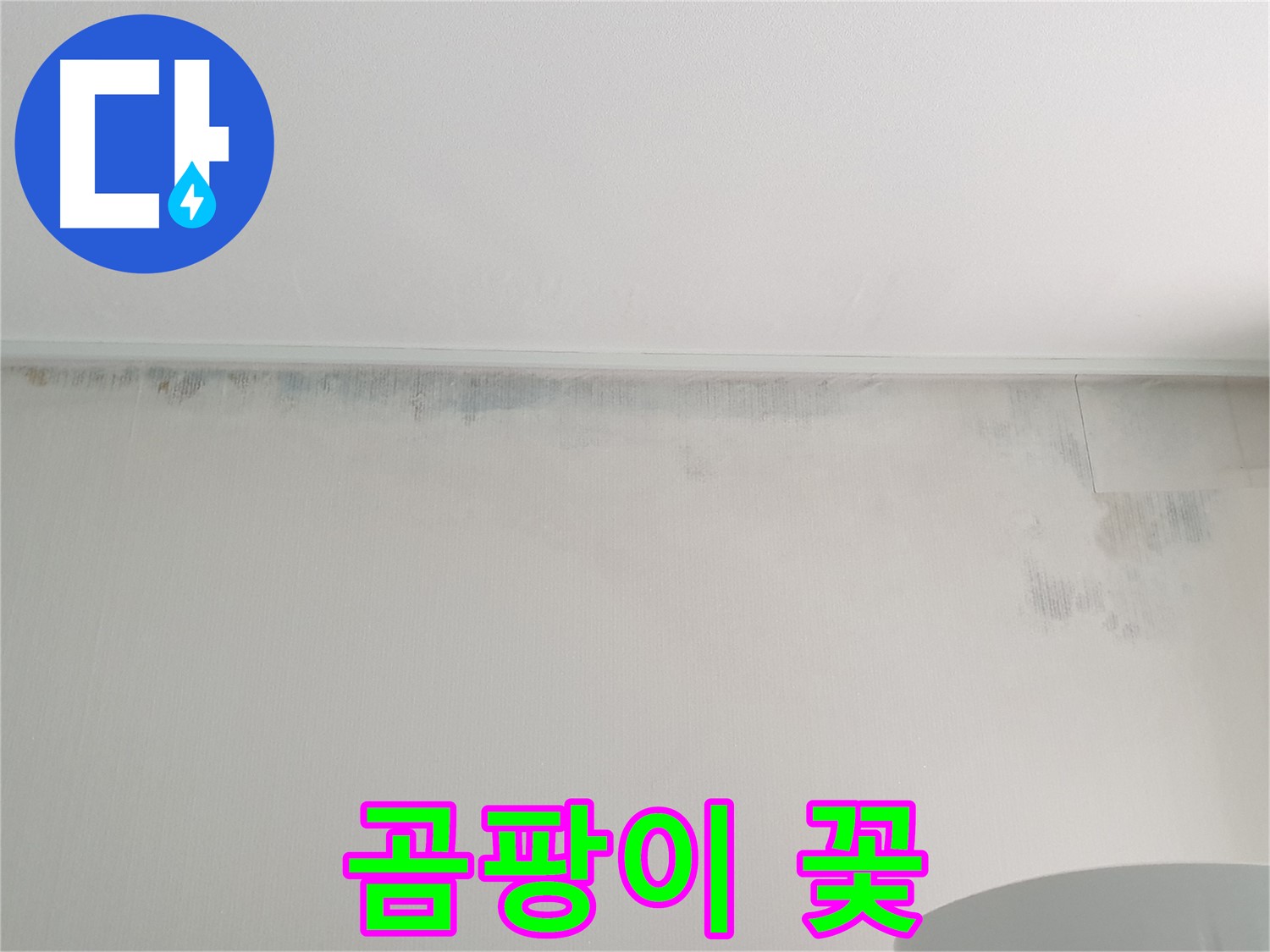 중계동 청구3차 곰팡이 - 곰팡이 꽃이 피었습니다
