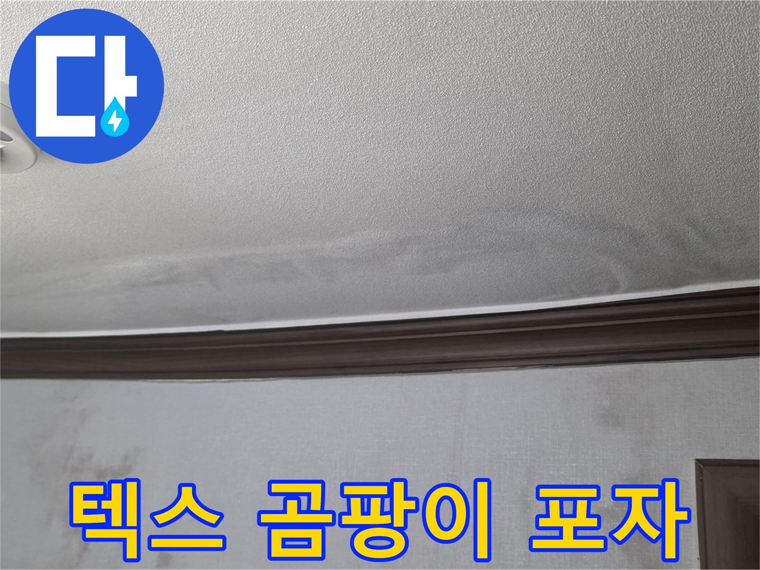 강북구 미아동 빌라 천장 누수 - 텍스 곰팡이 포자는 건강에 매우 해로움