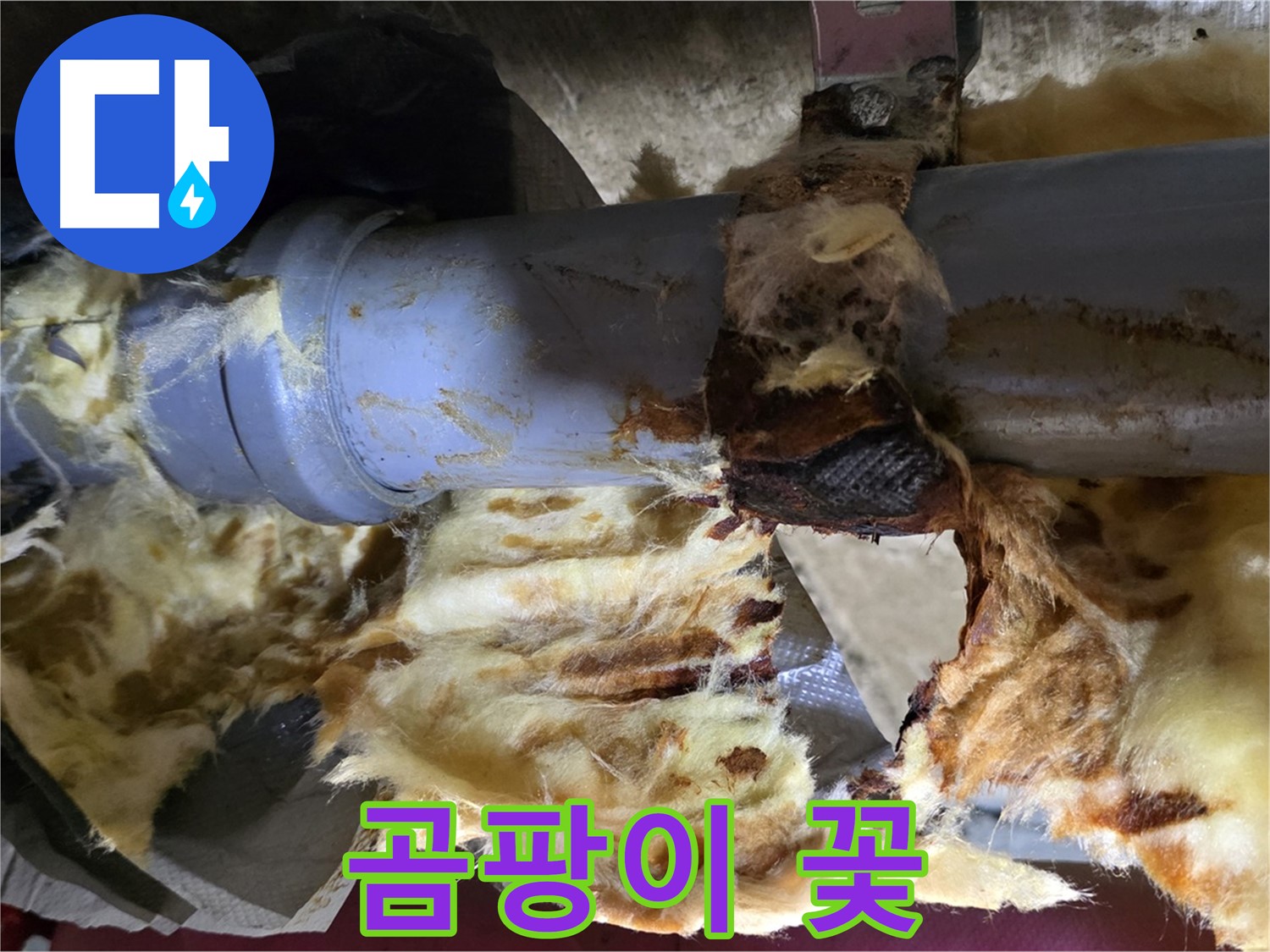 남양주 화도읍 두산아파트 누수 - 배관 누수로 인해 곰팡이가 꽃처럼 피어난 현장입니다.