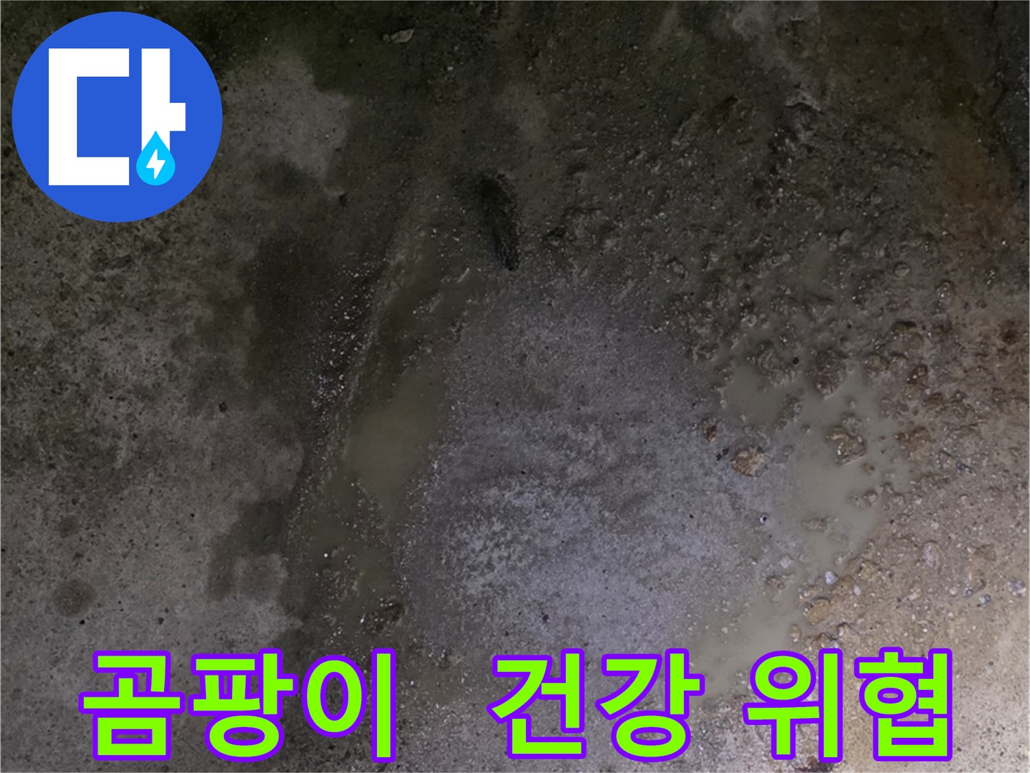 강원특별자치도 철원군 서면 와수리 누수 현장 - 곰팡이가 핀 바닥은 건강을 위협하는 누수 문제의 심각한 증거입니다.