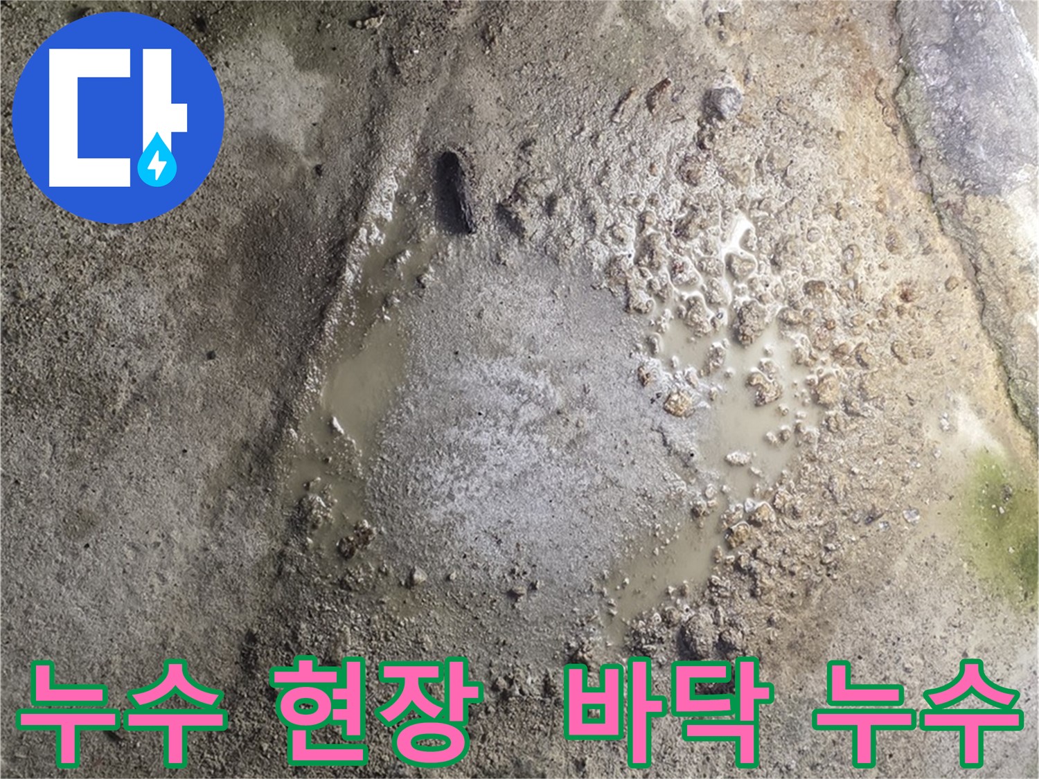 철원군 서면 와수리 누수 현장 - 바닥에 고인 물과 젖은 흔적을 통해 누수 위치를 파악하고 있습니다.