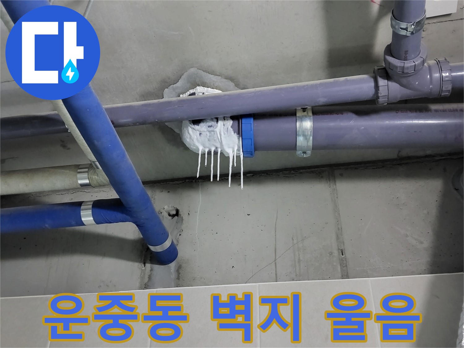 분당 운중동 하수 누수 - 벽지 울음과 곰팡이 번식