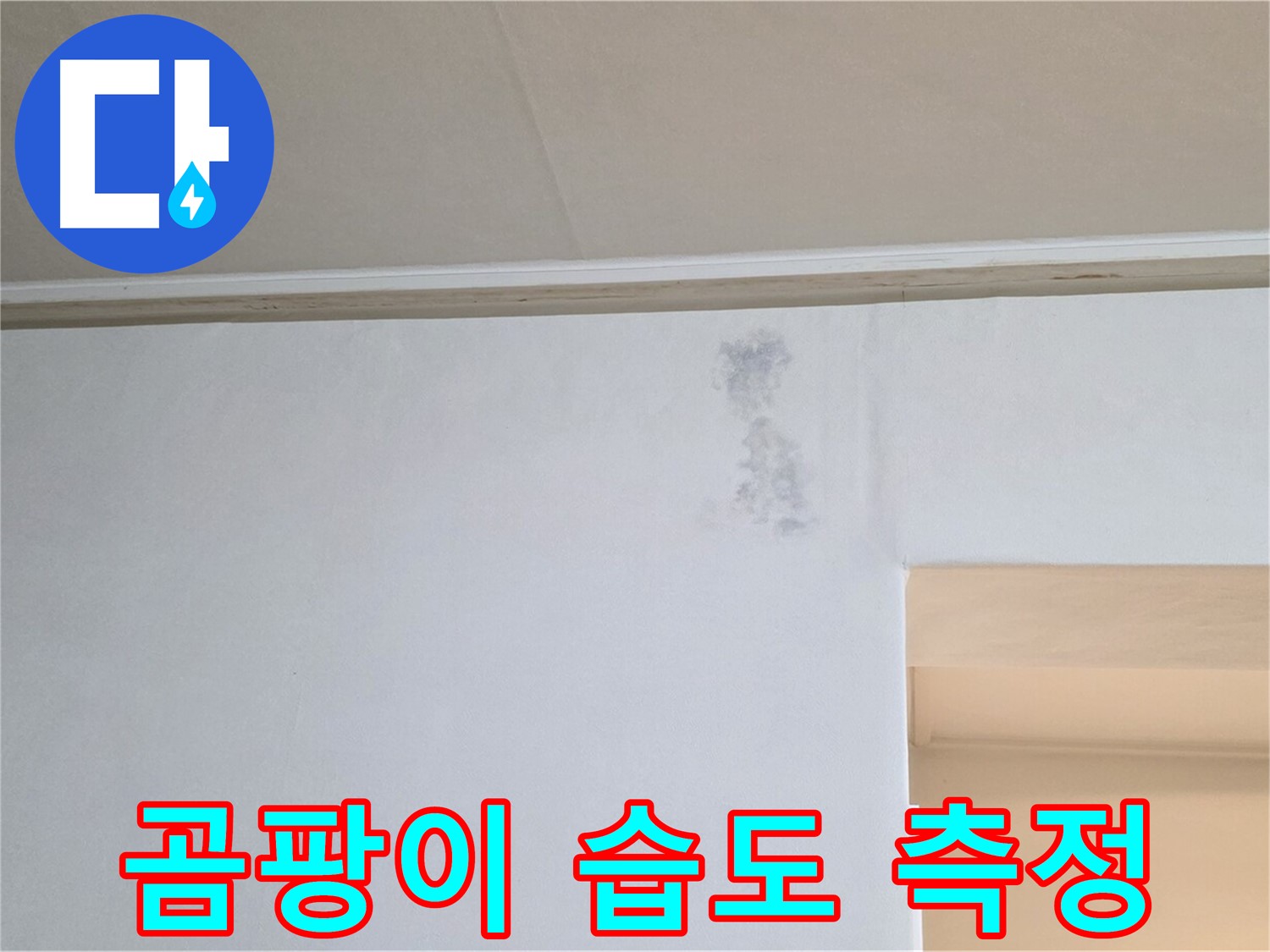 곰팡이 꽃 습도 측정 - 곰팡이 & 습기 정밀 분석