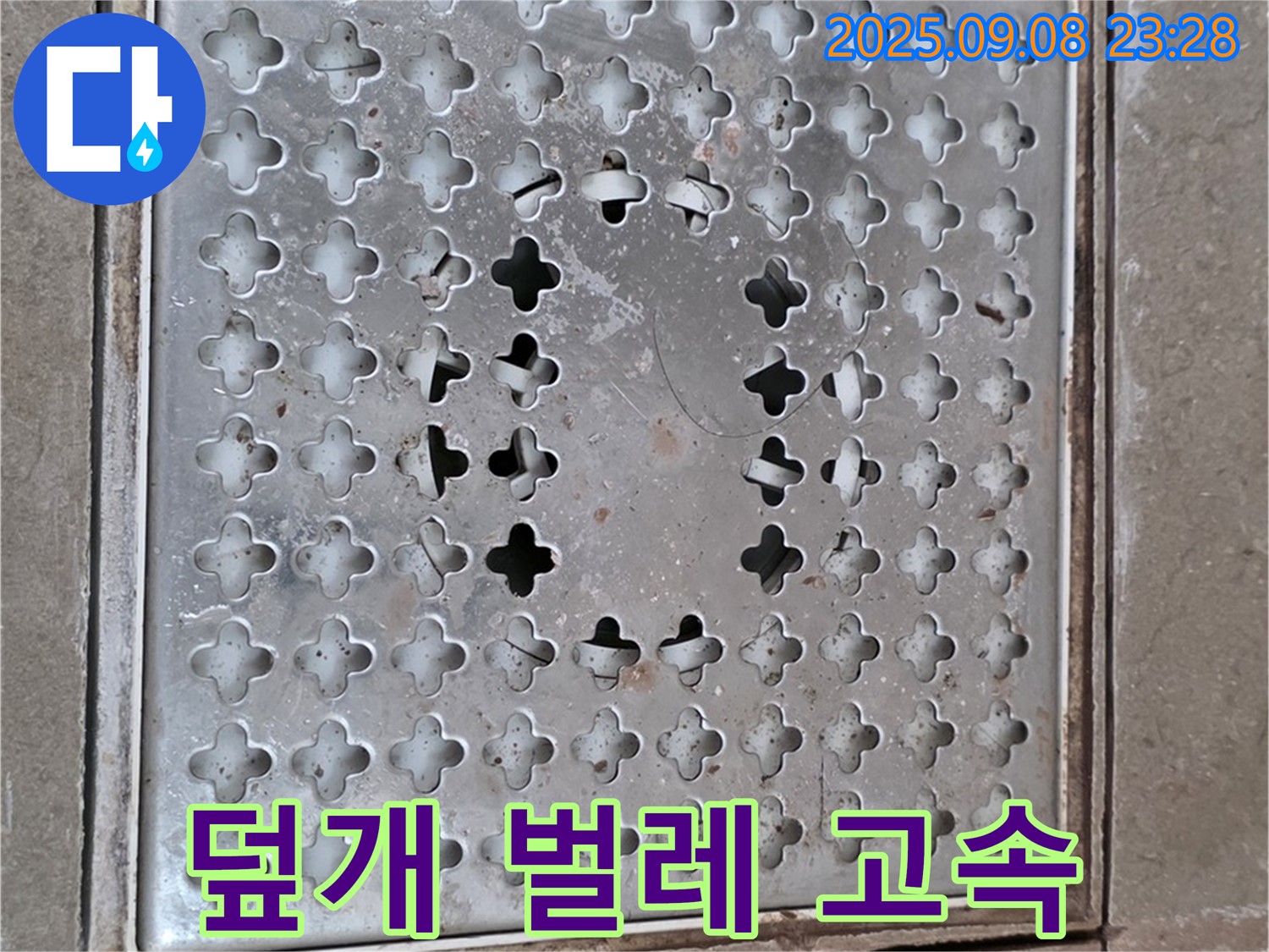 포천 일동 아파트 - 틈새 벌어진 배수구 덮개, 벌레들의 고속도로
