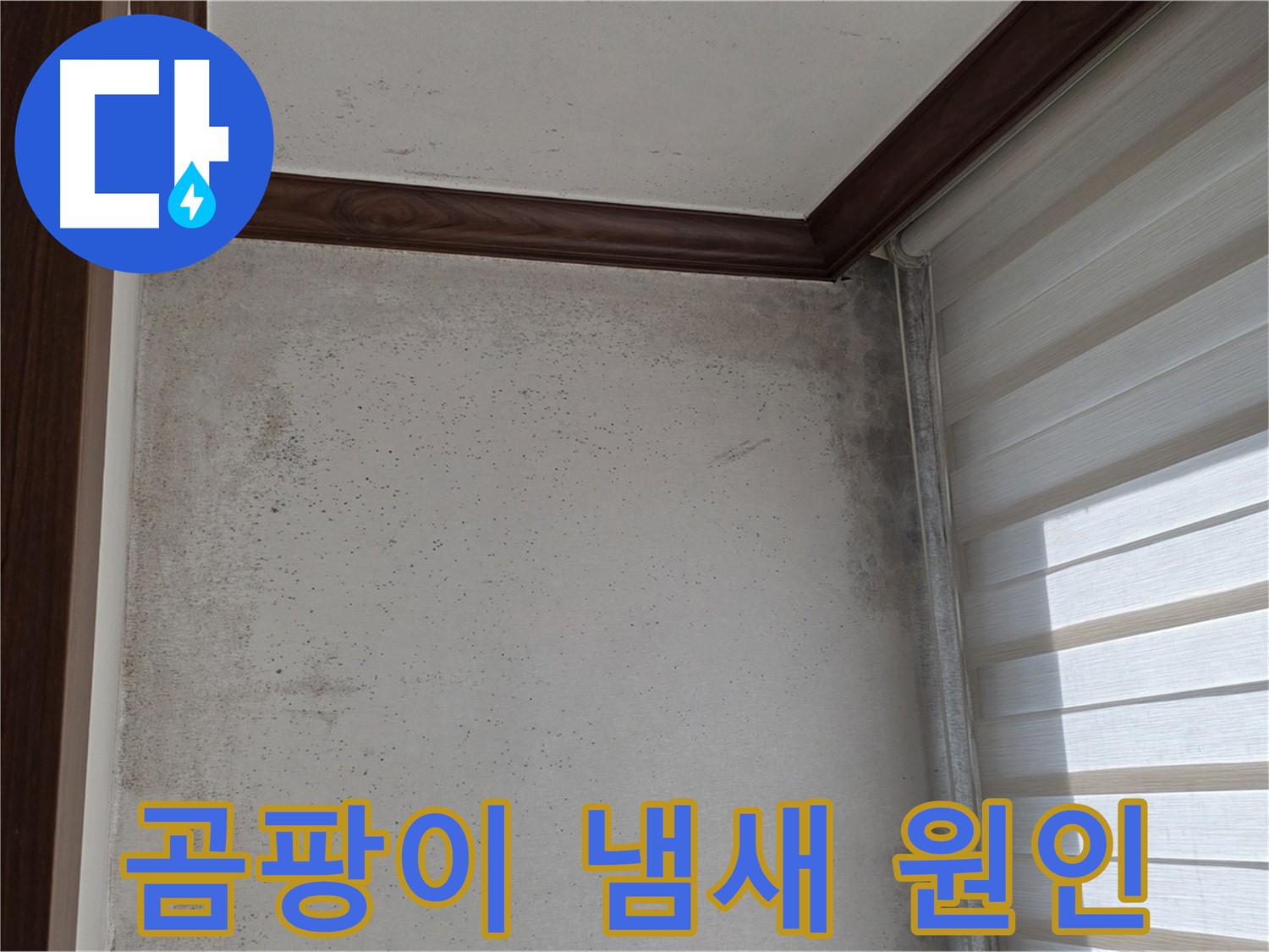 중계2동 현대5차 아파트 벽 곰팡이 - 곰팡이 냄새 원인 진단 및 해결