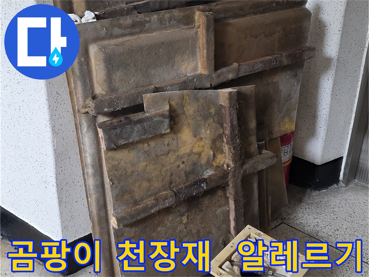 곰팡이 핀 천장재와 조명 - 알레르기 유발 가능성