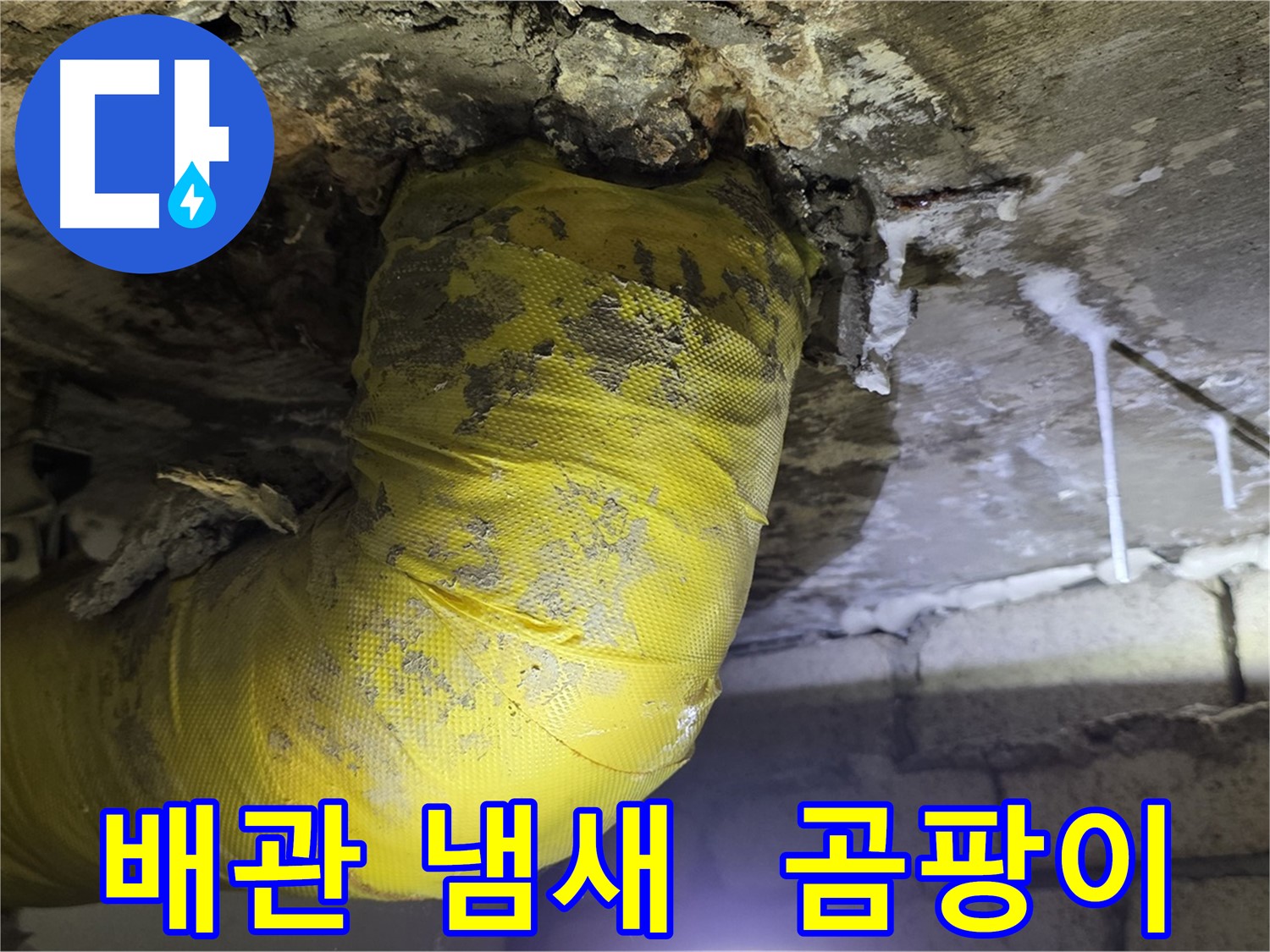 썩어가는 노란 배관 악취 - 서울 은평구 누수, 건강 적신호, 곰팡이 천국, 긴급 점검