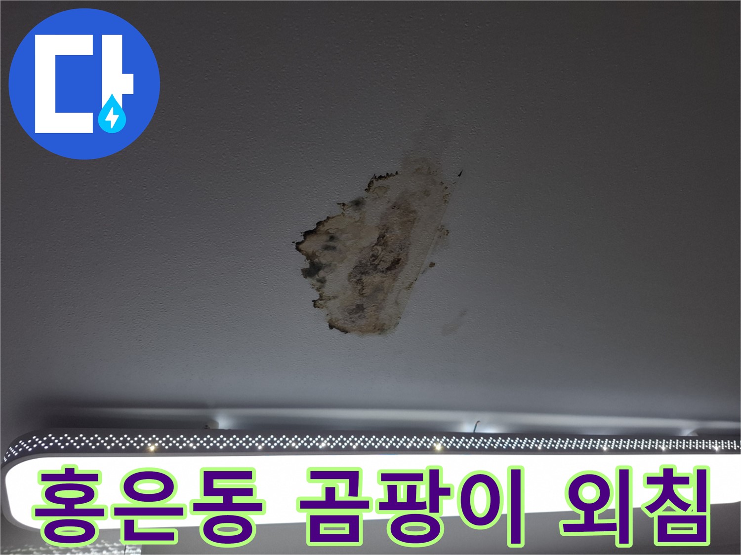 곰팡이 가득한 천장 - 절망적인 외침을 듣습니다