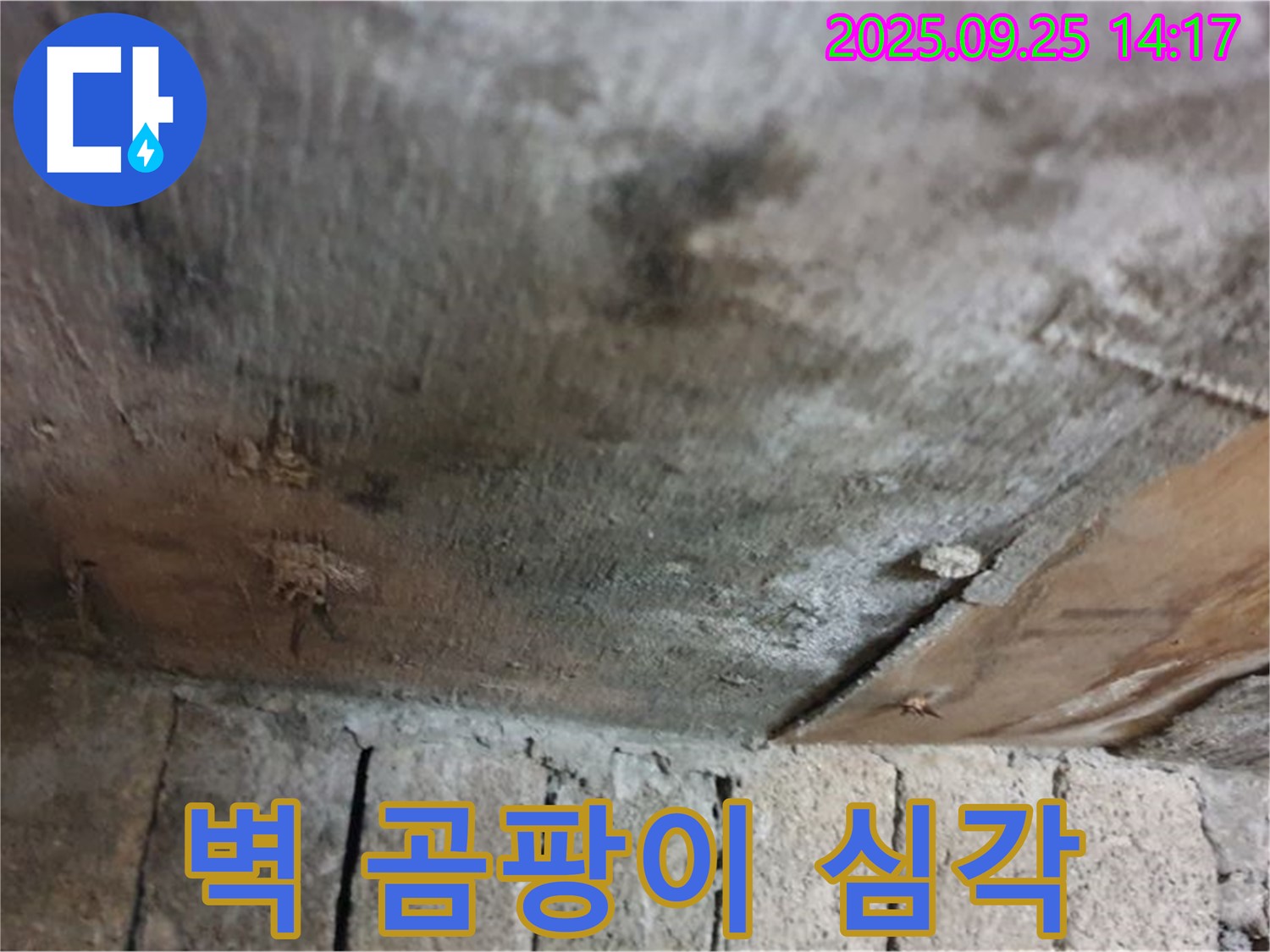 의정부 호원동 누수 현장 - 벽면에 심각하게 발생한 곰팡이 모습입니다.