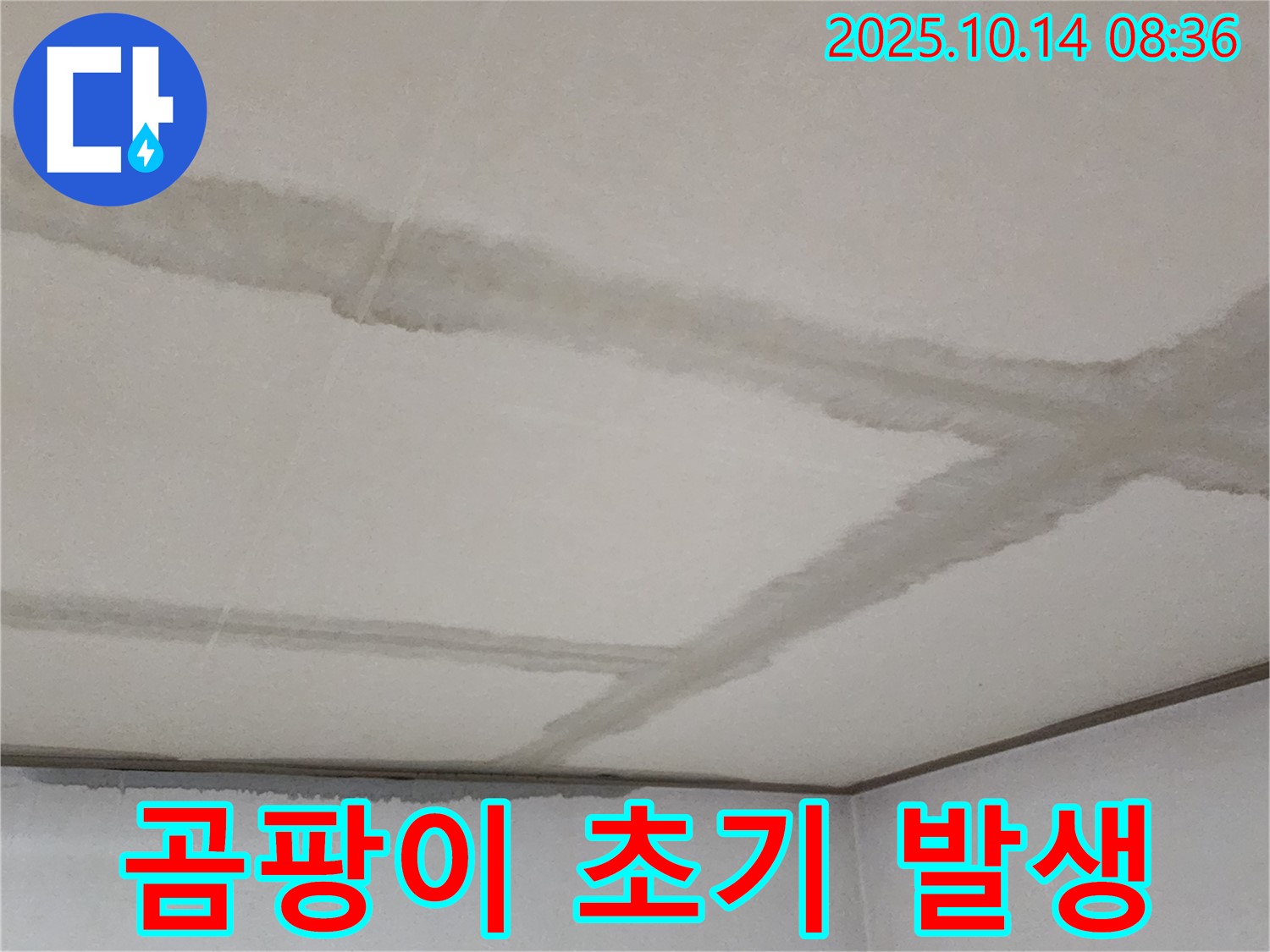 곰팡이 초기 발생 - 젖은 천장에 곰팡이가 막 발생하기 시작한 모습