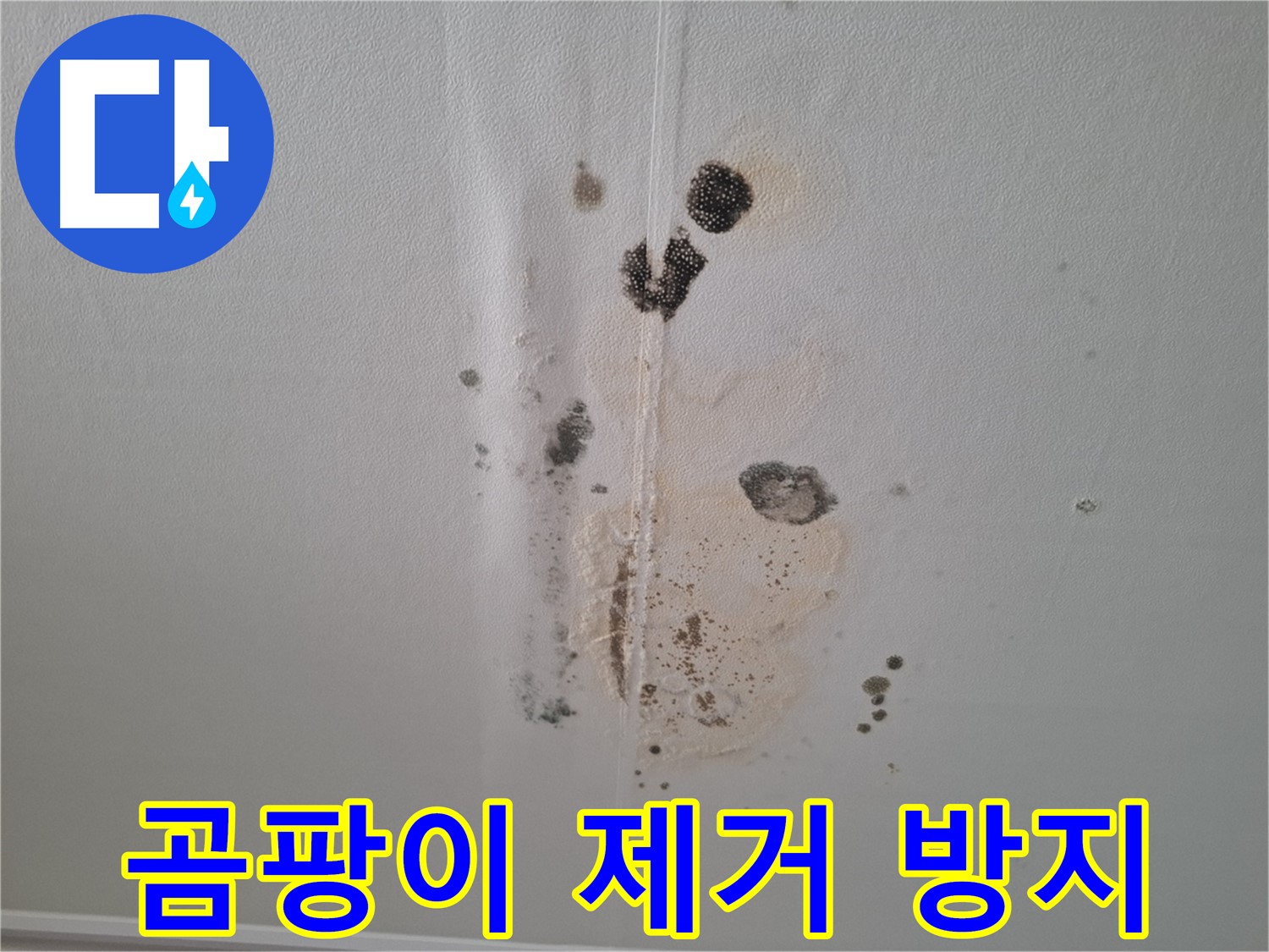 성남 분당 누수 - 천장 곰팡이 완벽 제거 및 재발 방지 시공