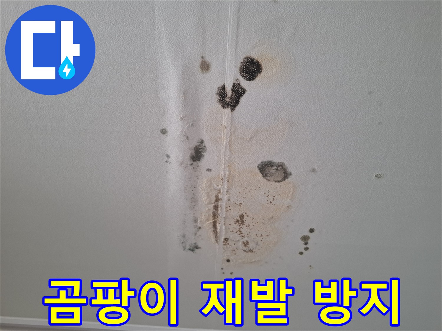 판교 삼평동 아파트 누수 - 206동 누수 해결 후 곰팡이 재발 방지 시공