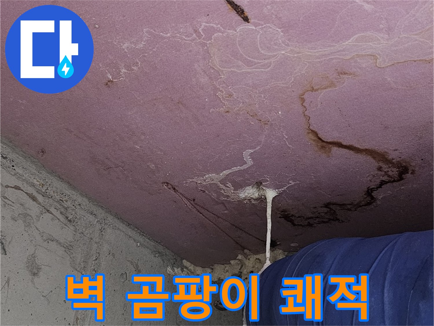 신월동 양천구 누수 - 벽 곰팡이 점 - 쾌적하고 건강한 공간