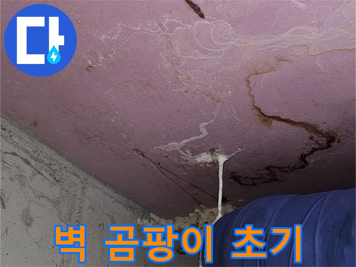신월동 양천구 누수 - 벽 곰팡이 - 초기 발견