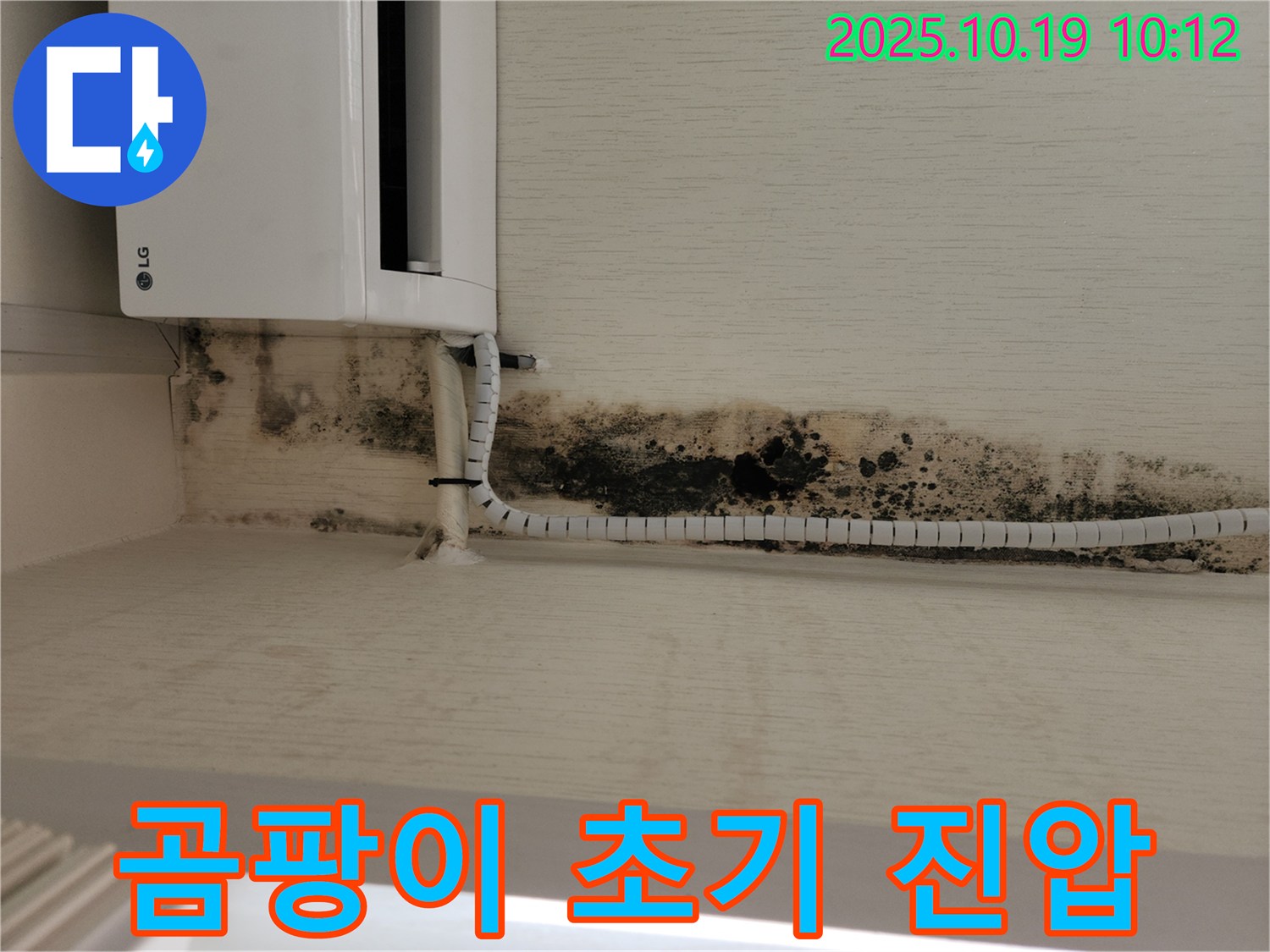 벽면에 막 번식하기 시작한 곰팡이를 초기 단계에서 발견하여 신속한 조치가 필요한 상황입니다.