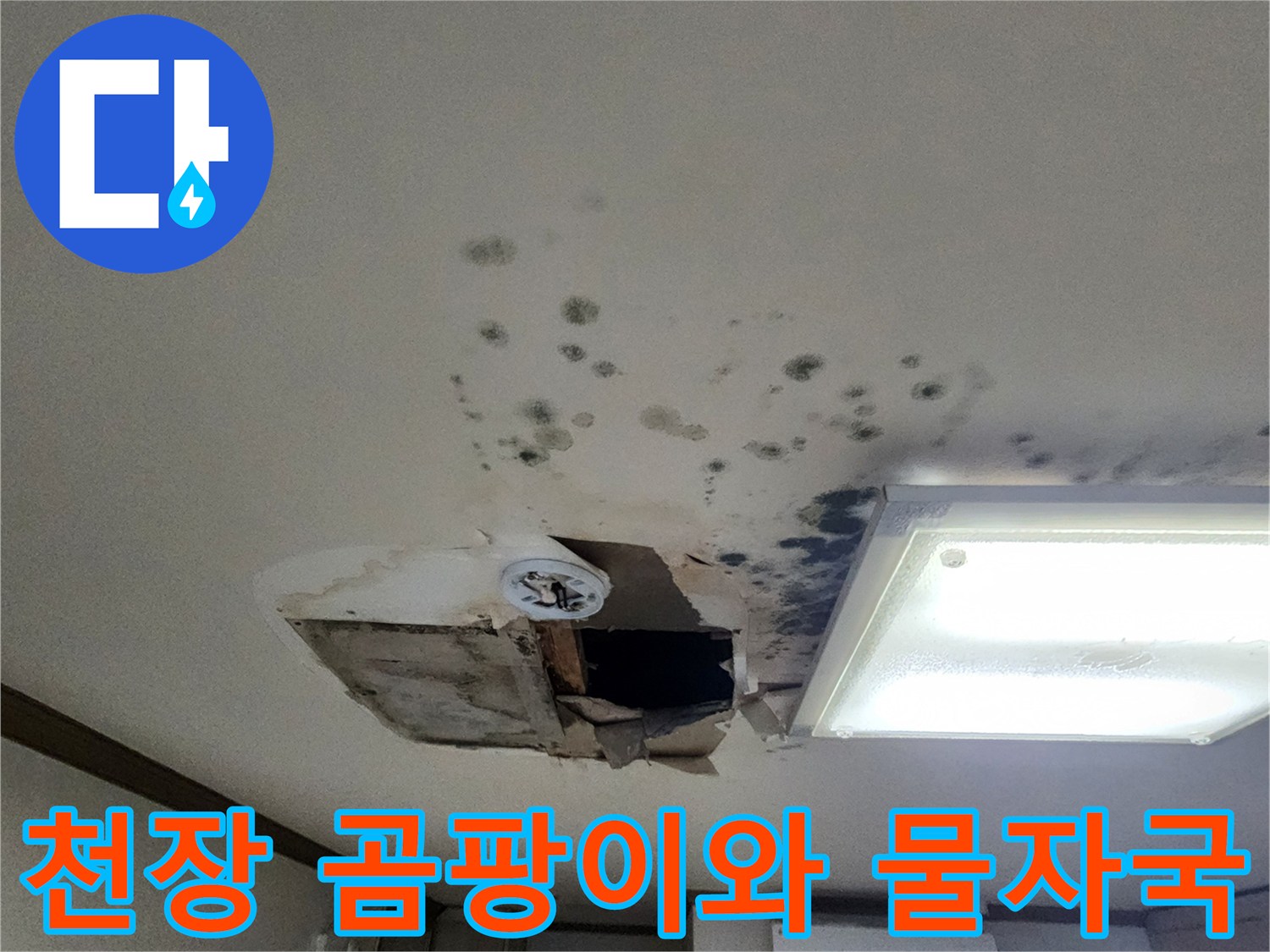 아파트-천장-면의-광범위한-곰팡이-및-물얼룩-상태