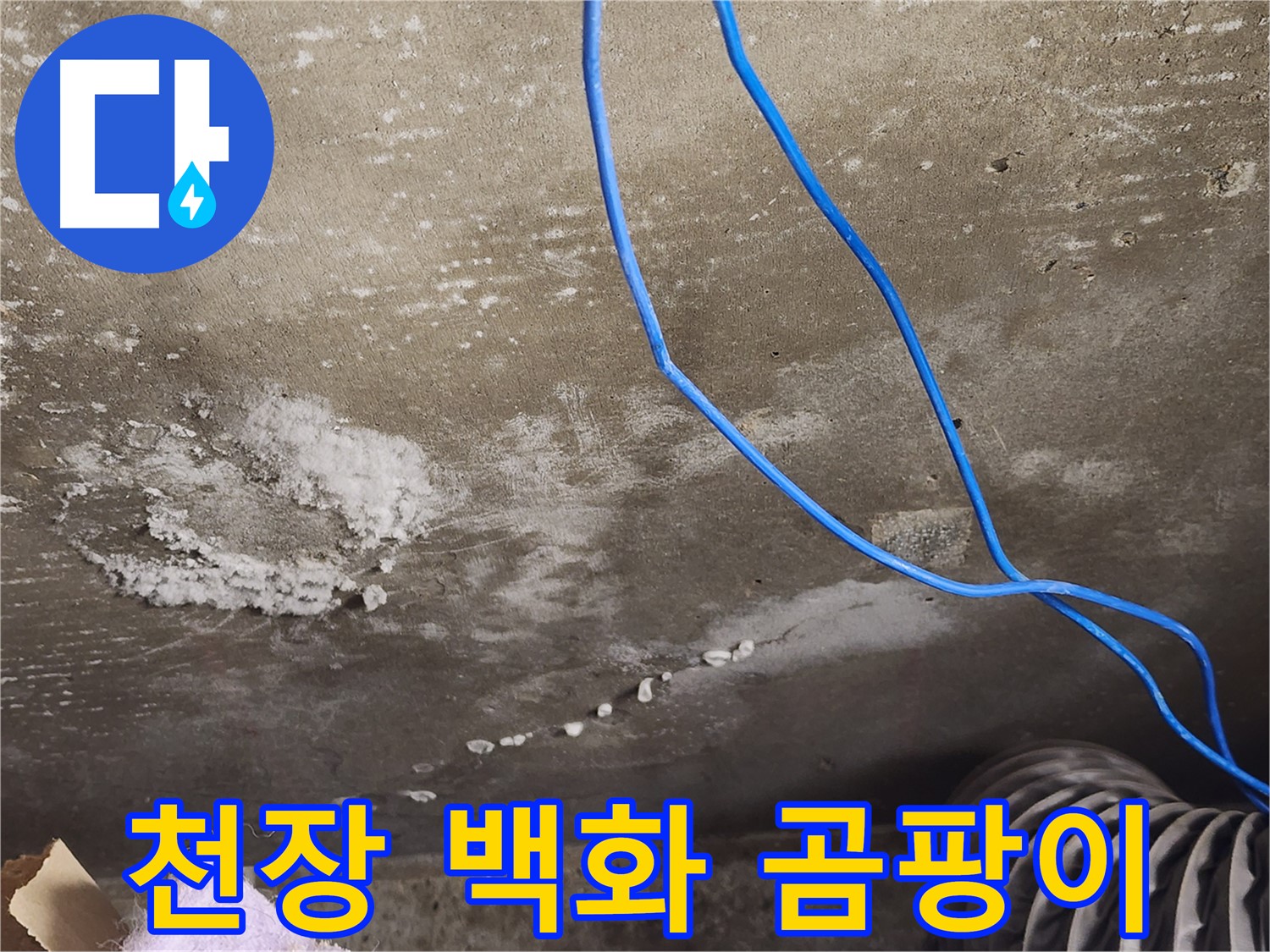 기흥구 보정동 콘크리트 천장 - 백화 현상과 곰팡이 냄새 - 누수 확진