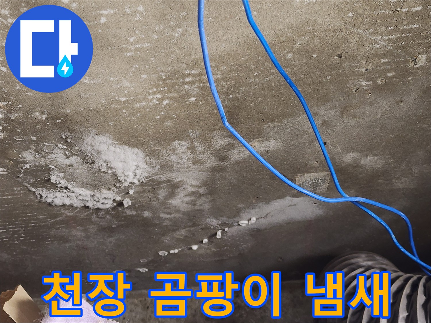 기흥구 콘크리트 천장 - 하얀 곰팡이와 냄새 - 완벽 해결