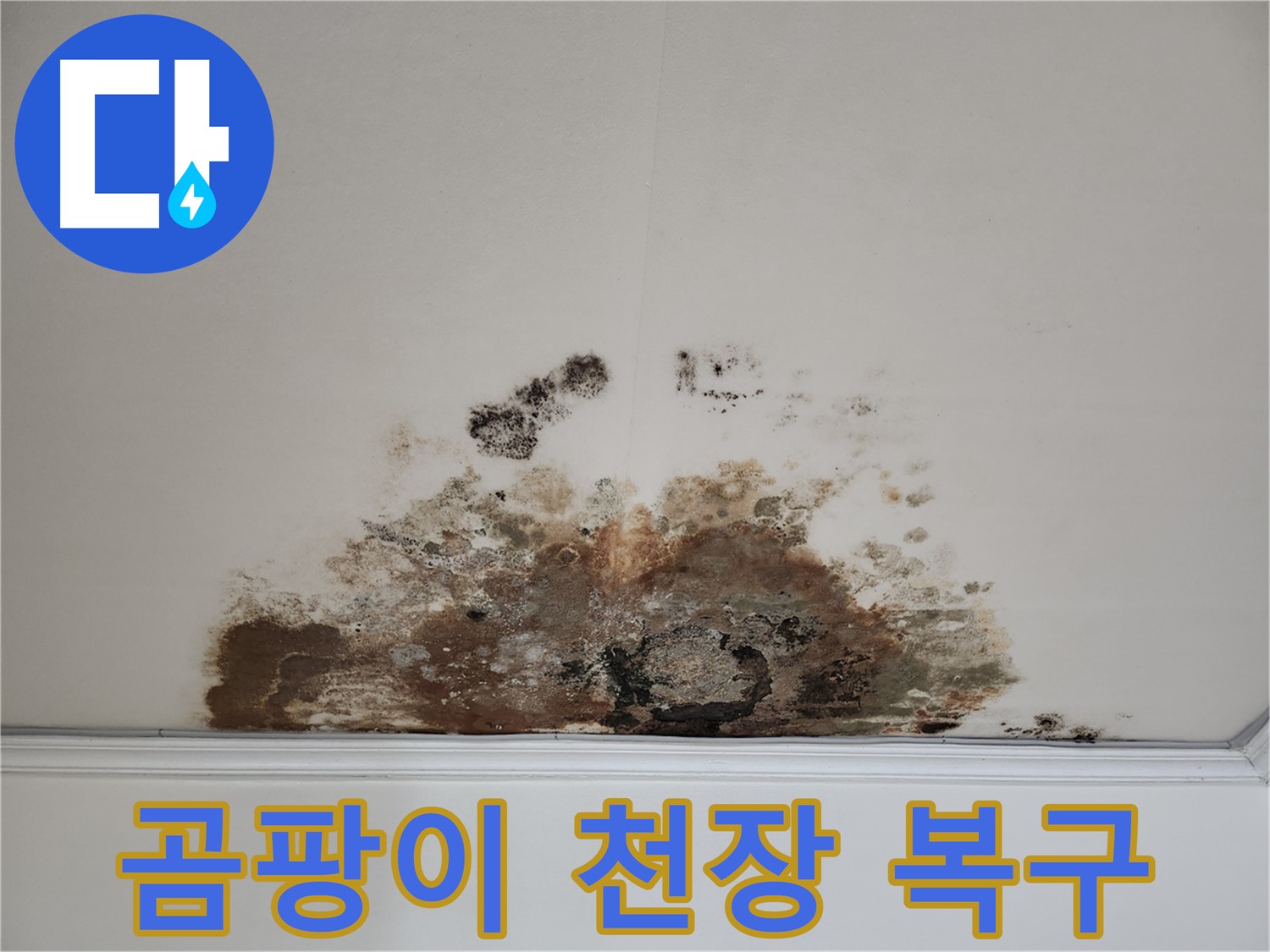 마포구 누수 해결사 - 곰팡이 천장 완벽 복구 프로젝트