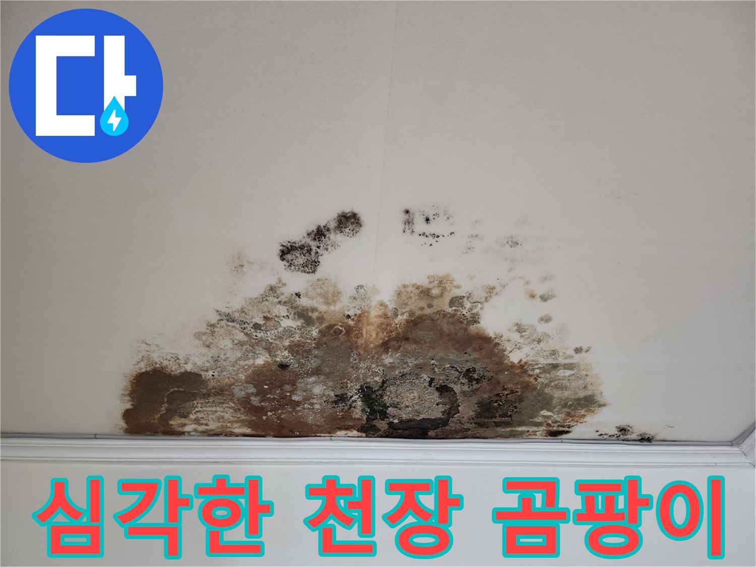 마포구 용강동 아파트 천장 누수로 인한 심각한 곰팡이 발생 - 긴급 누수 해결 과정