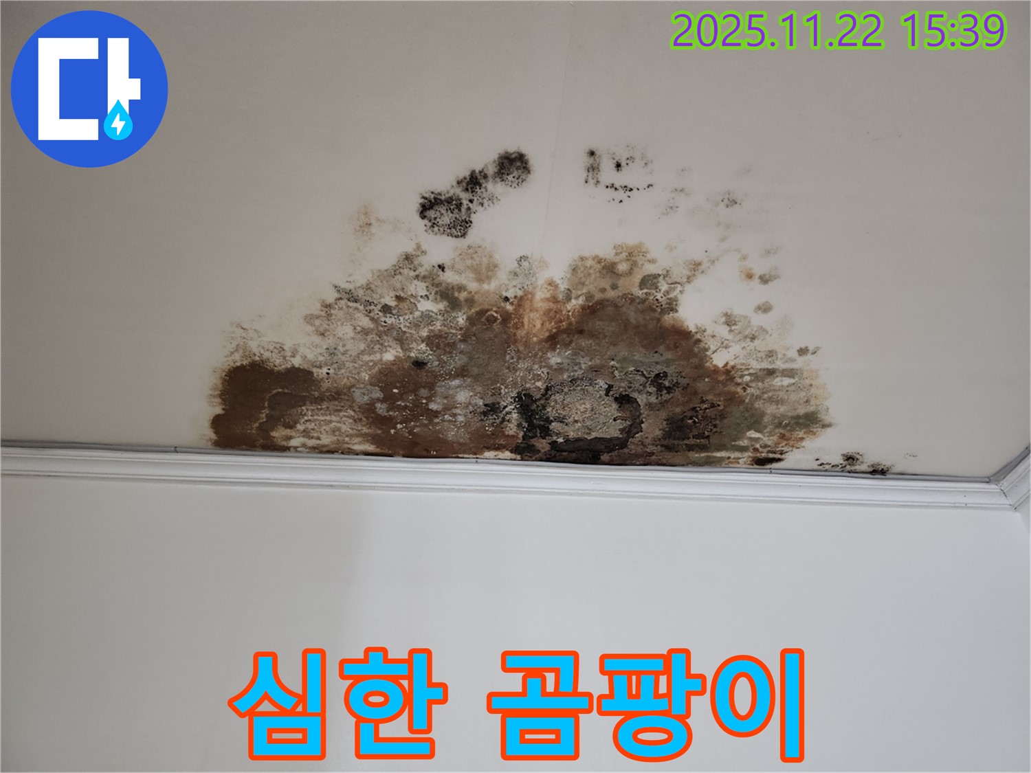 천장 누수로 인한 심한 곰팡이 - 전문적인 해결책 제시