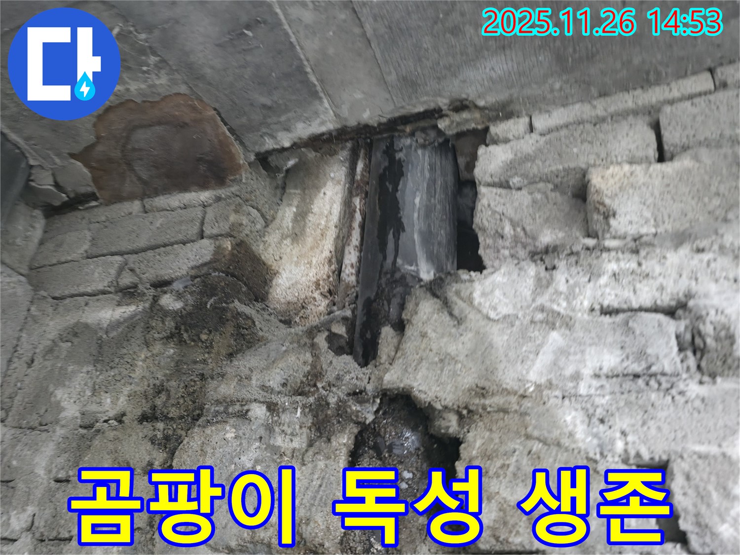 벽면 누수 - 곰팡이 독성 물질 최고 농도 및 생존 위협
