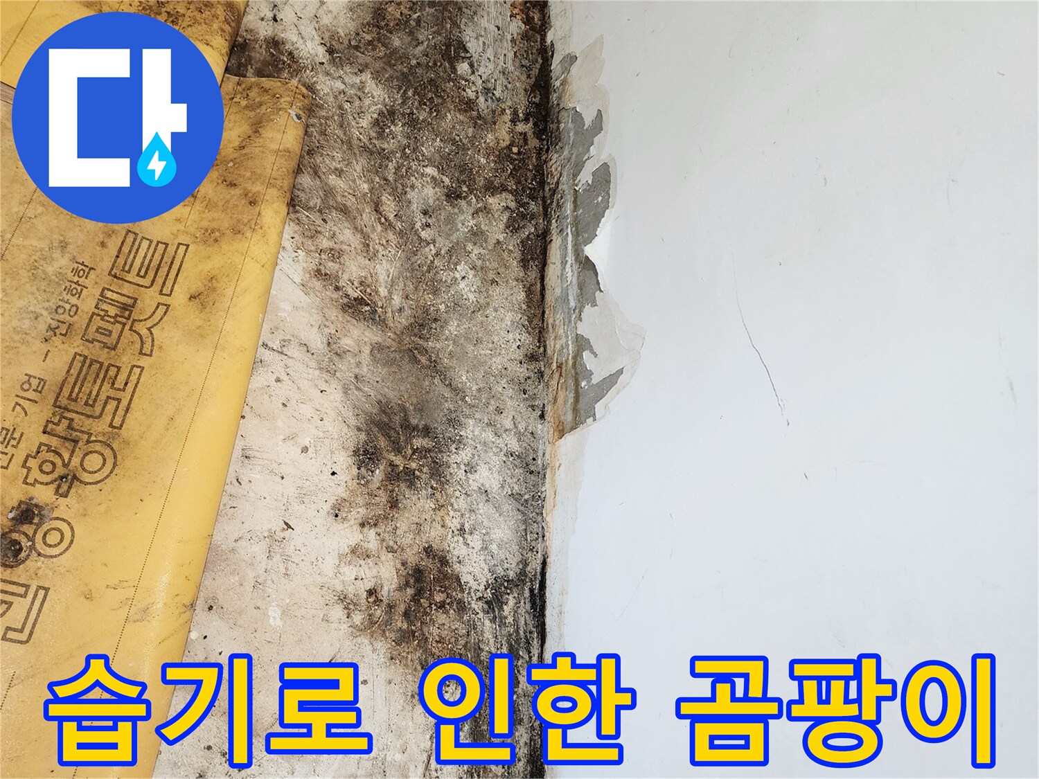 벽면 경계 부분의-심한 곰팡이 발생과 벽지 탈락 현상