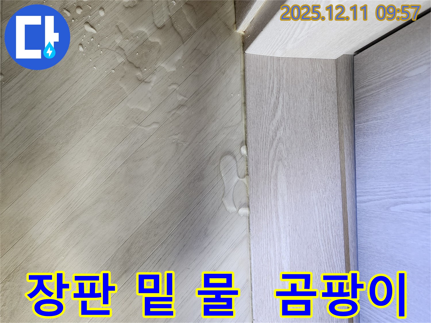 포천시 영중면 장판 밑 물 - 곰팡이 발견!