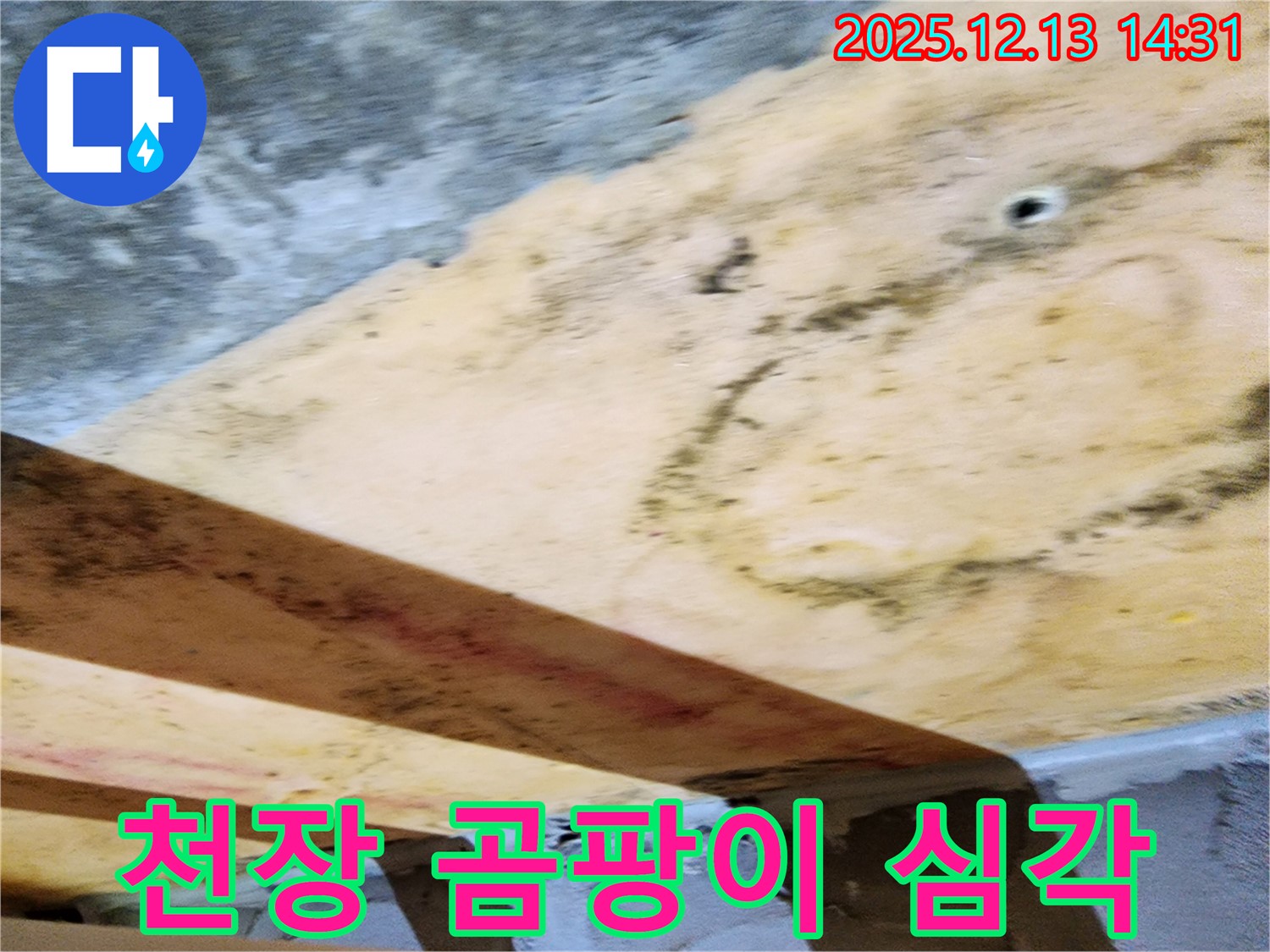 반포리체 아파트 천장 누수로 인한 심각한 곰팡이 - 누수 피해의 심각성을 보여준다.
