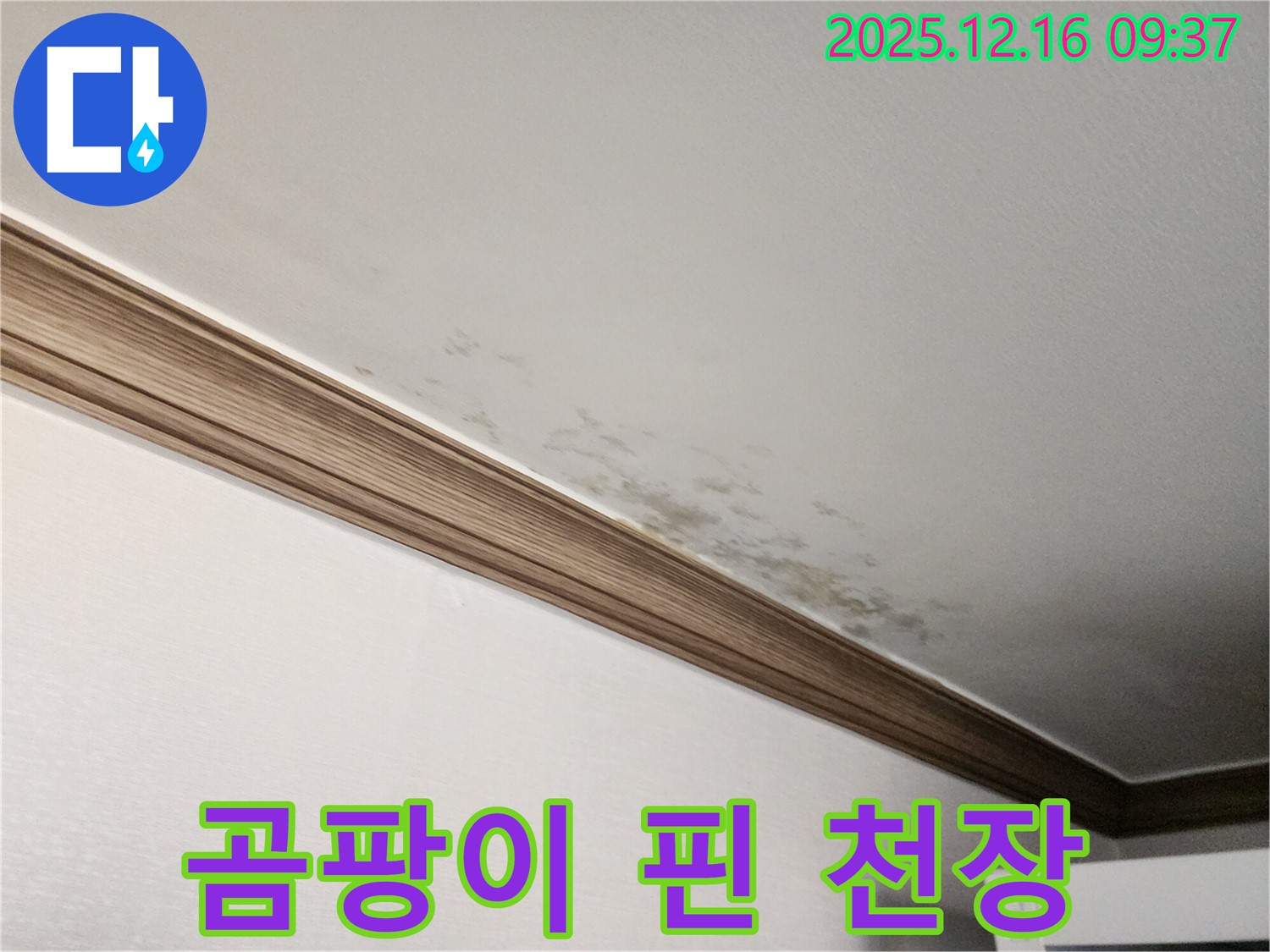 경기도 포천시 영북면 누수 - 곰팡이 핀 천장, 누수 해결과 곰팡이 제거