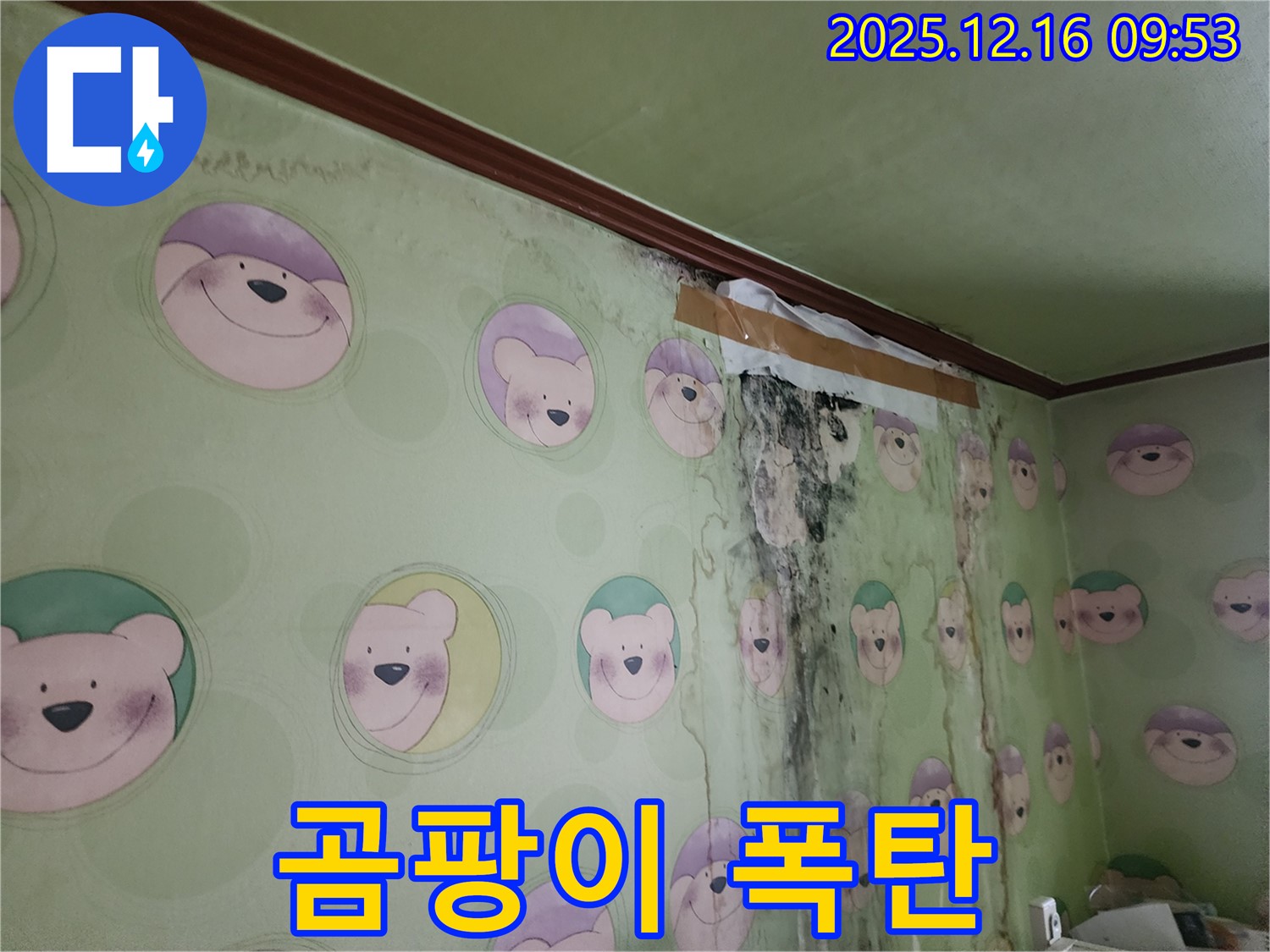 벽 전체가 곰팡이로 뒤덮여 심각한 오염 상태를 보여줍니다 - 빠른 누수 진단과 곰팡이 제거가 필요합니다.