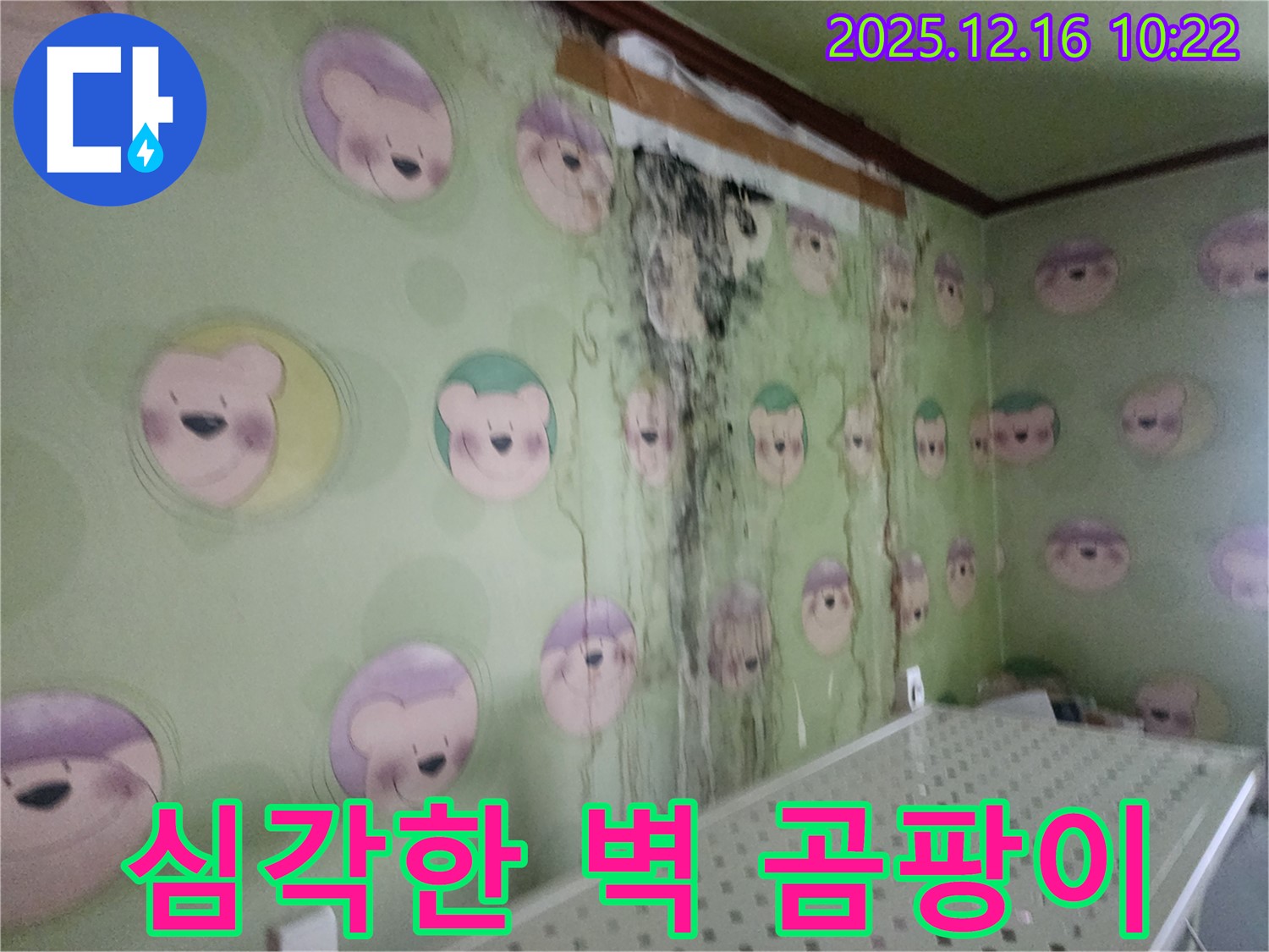 포천시 영북면 운천2리 주택 벽면 - 심각한 곰팡이 발생으로 긴급 복구 작업 진행