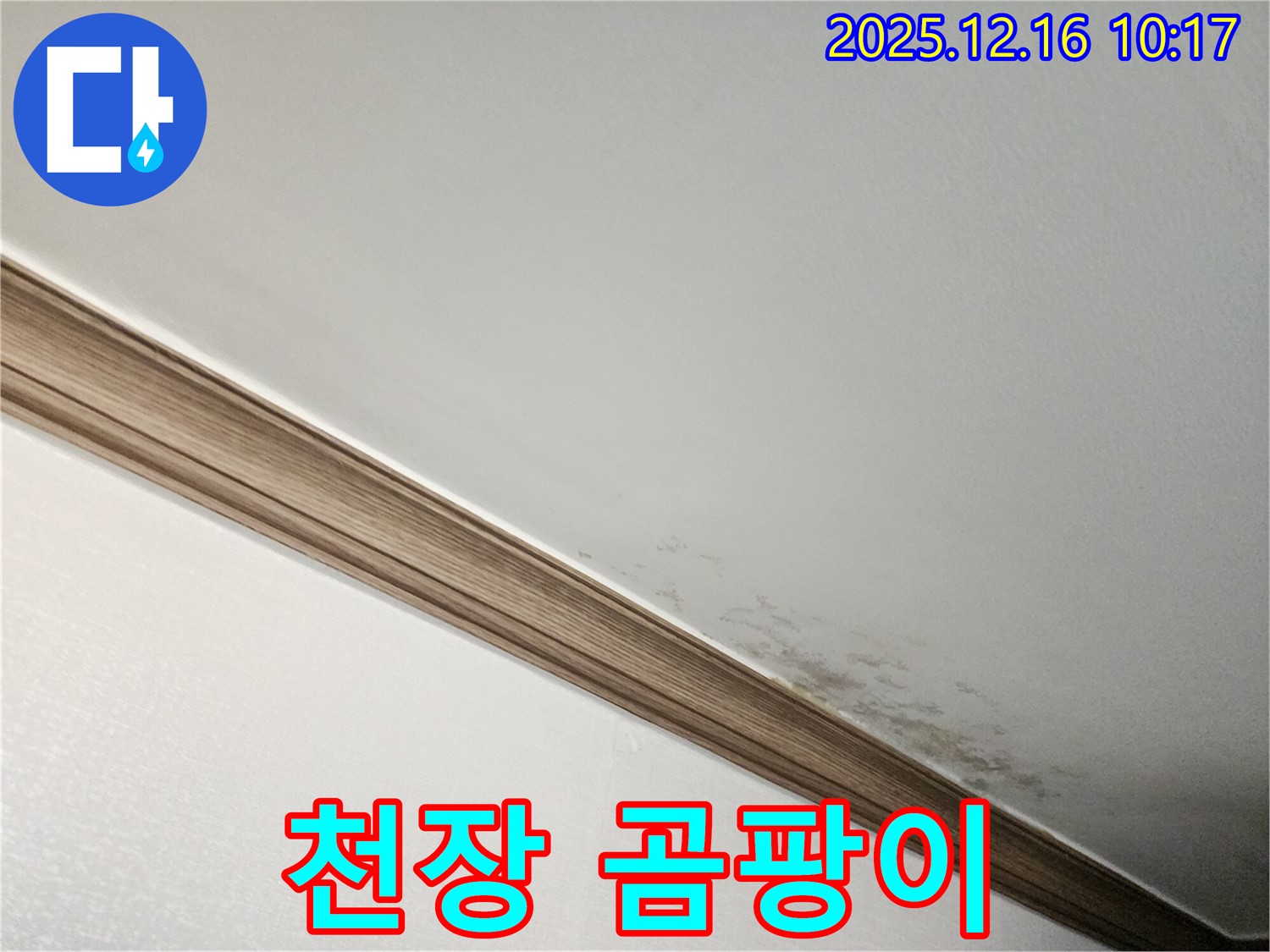포천시 영북면 운천리 천장 곰팡이 - 누수 문제로 인한 곰팡이 발생 및 점검 과정