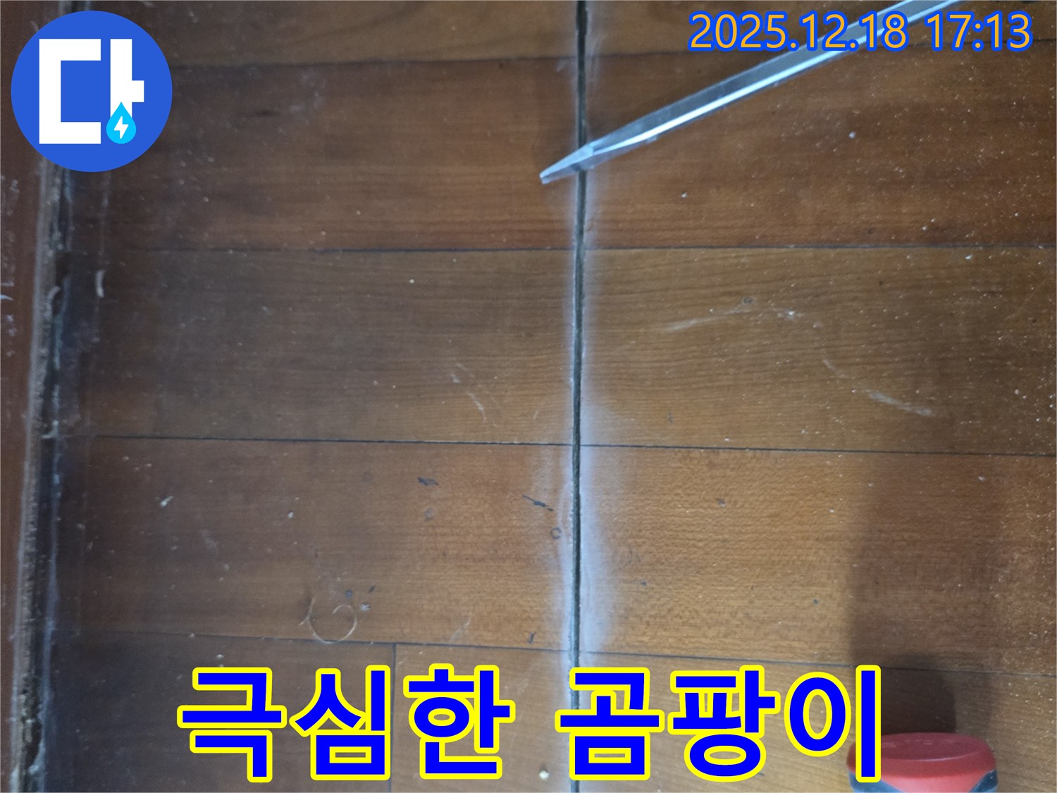마루 틈새 극심한 곰팡이 - 틈새 주변이 곰팡이로 극심하게 오염되고 변색된 상태 - 건강 위협