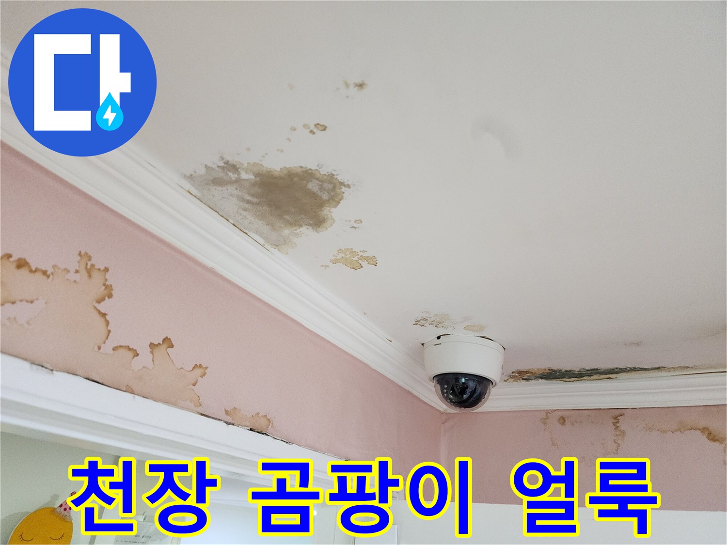 천장 면에 나타난-광범위한 곰팡이와 물자국
