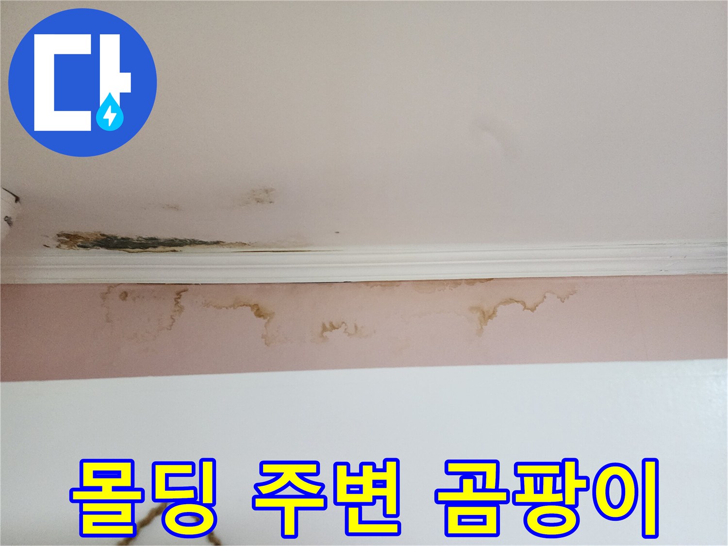 천장 몰딩 경계에 발생한 곰팡이와 얼룩