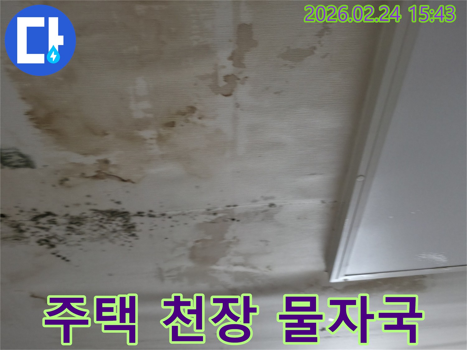 주택 천장에서 발생한 누수로 인해-벽지에 물자국과-곰팡이가 광범위하게 퍼진-피해 현장