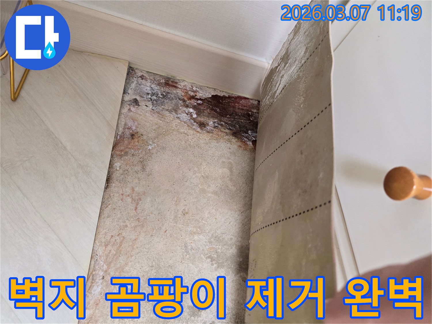 벽지를 뜯어낸 후 드러난 벽면의 심각한 곰팡이와-누수 흔적을 보여주는 클로즈업 사진