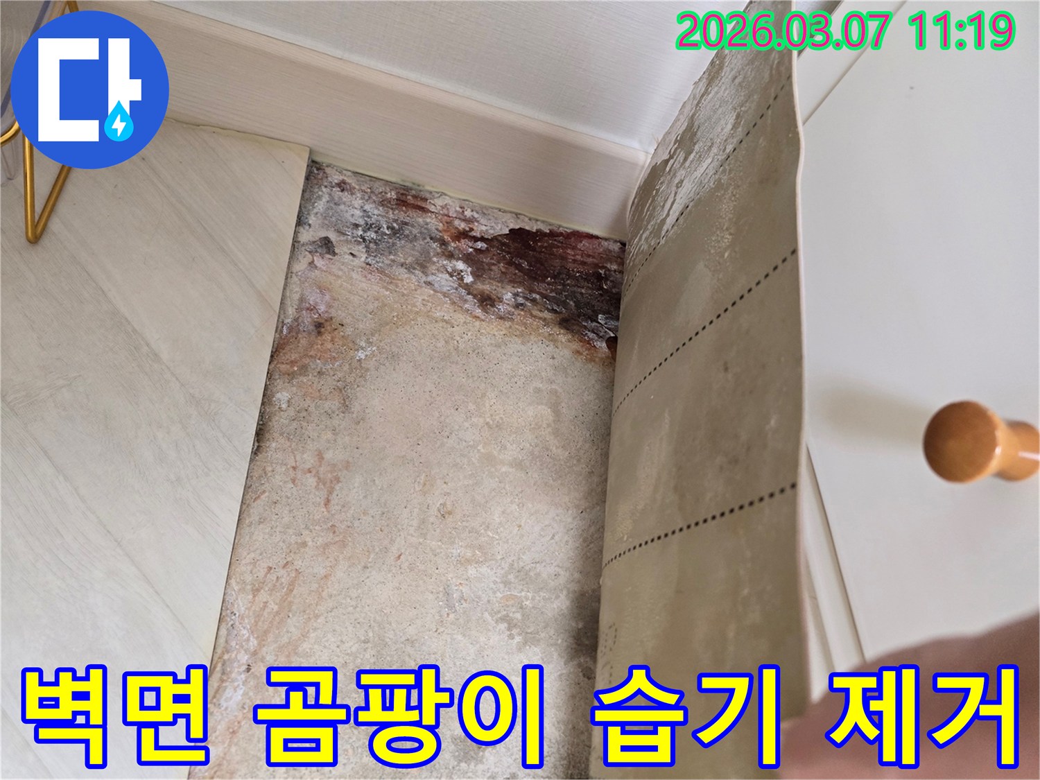 벽지를 제거한 후 드러난 벽면의 심각한 곰팡이와-오래된 습기 흔적을 보여주는 모습