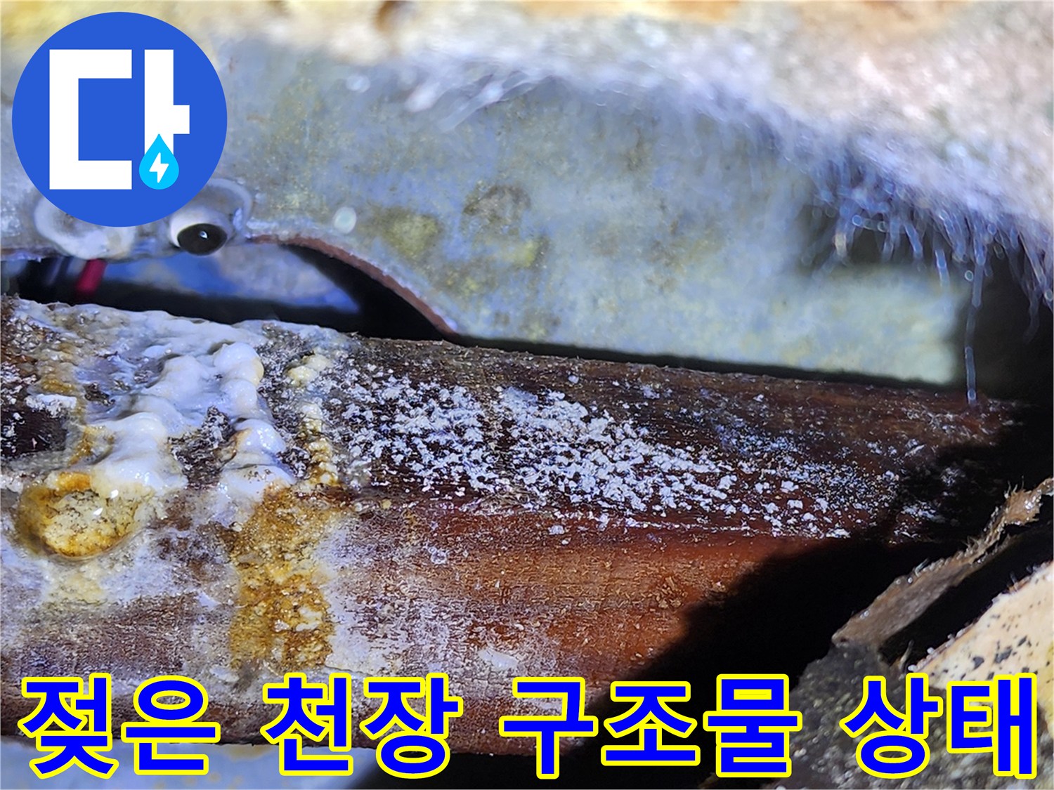 습기에-젖어-하얗게-일어난-천장-목재