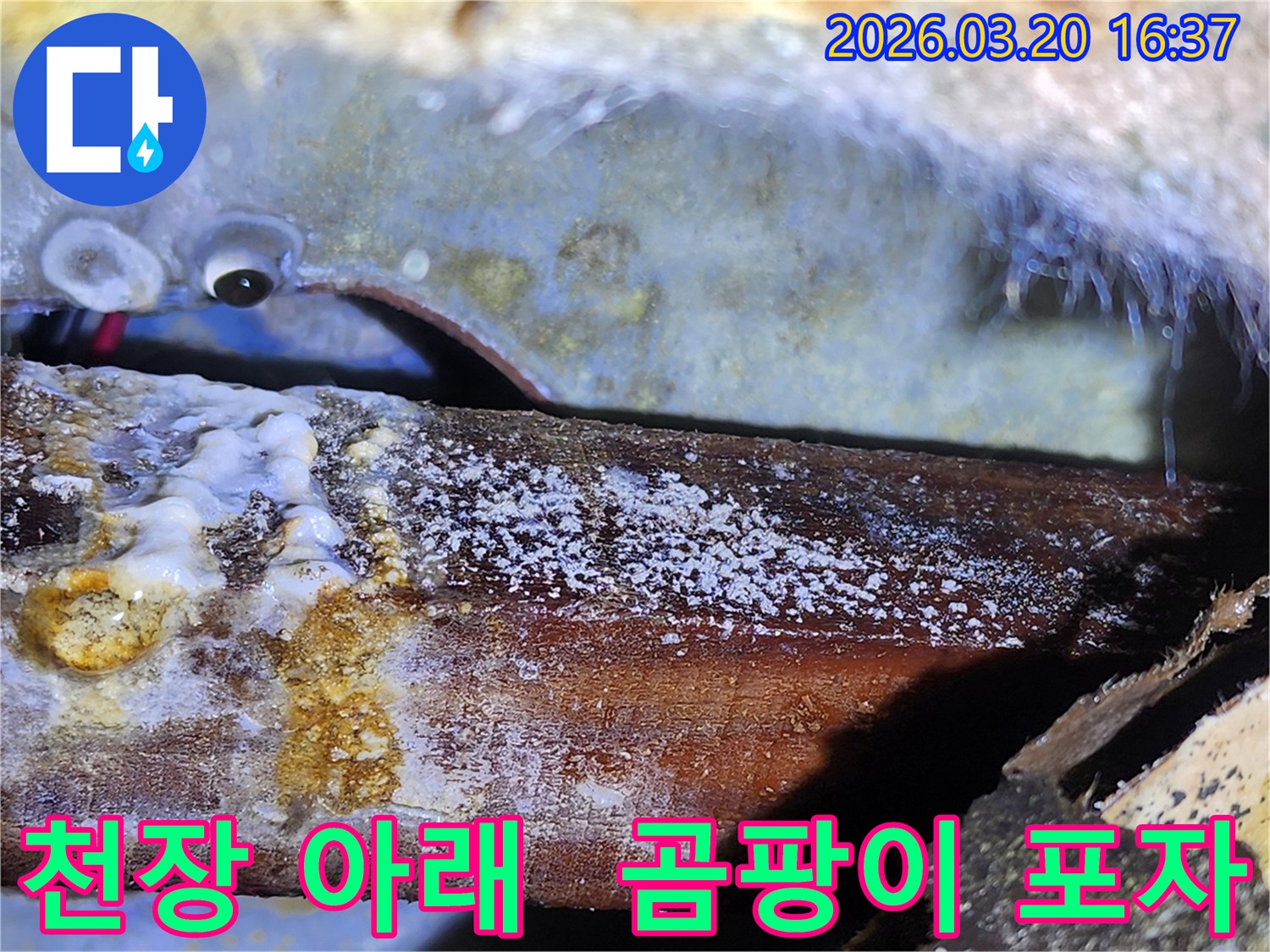 천장 아래-숨겨진 누수로-목재에 생긴-하얀 곰팡이와-물때 흔적-전문가 진단.
