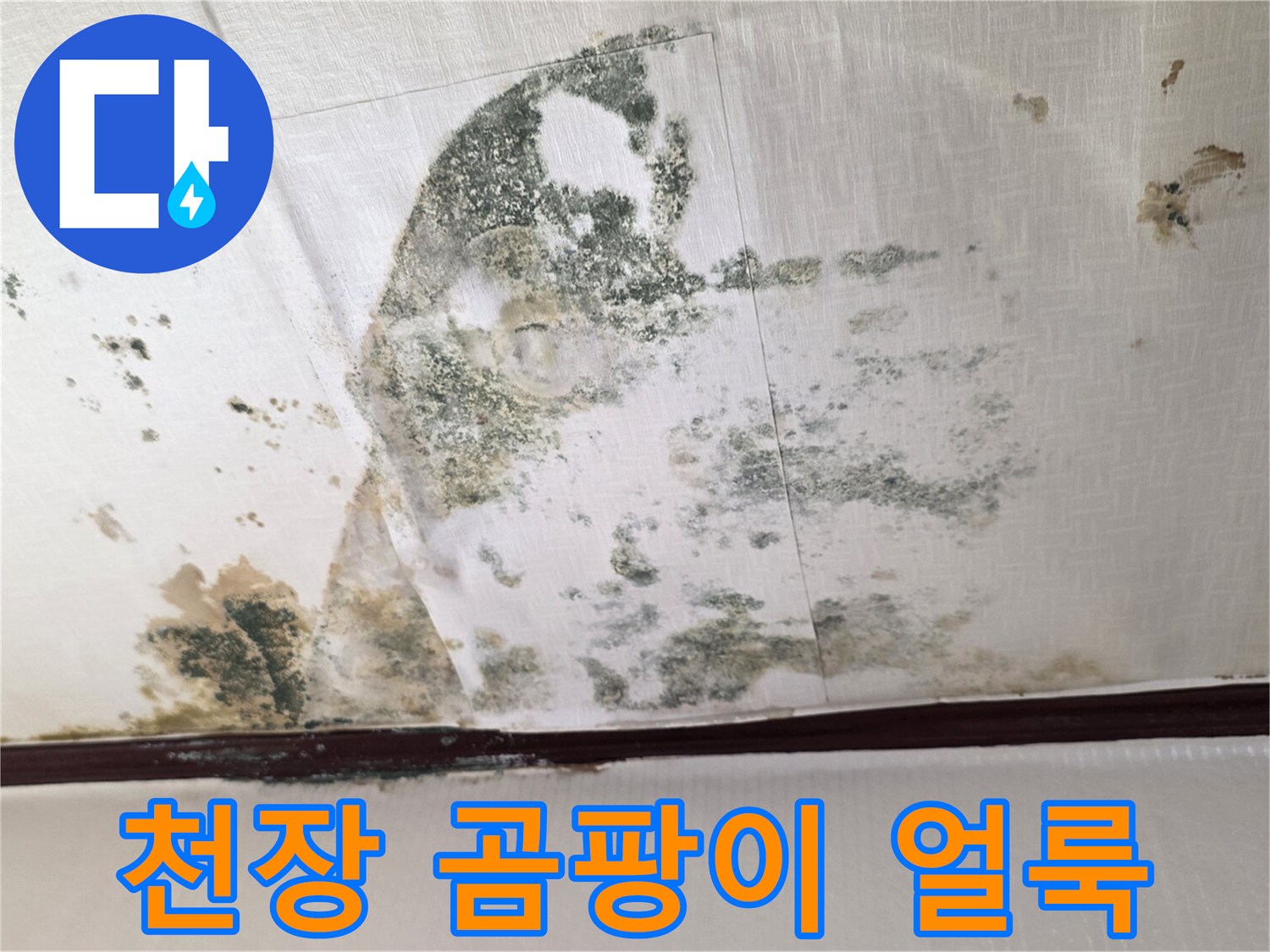 천장에 발생한 넓은 범위의 물샘 흔적과 곰팡이 상태