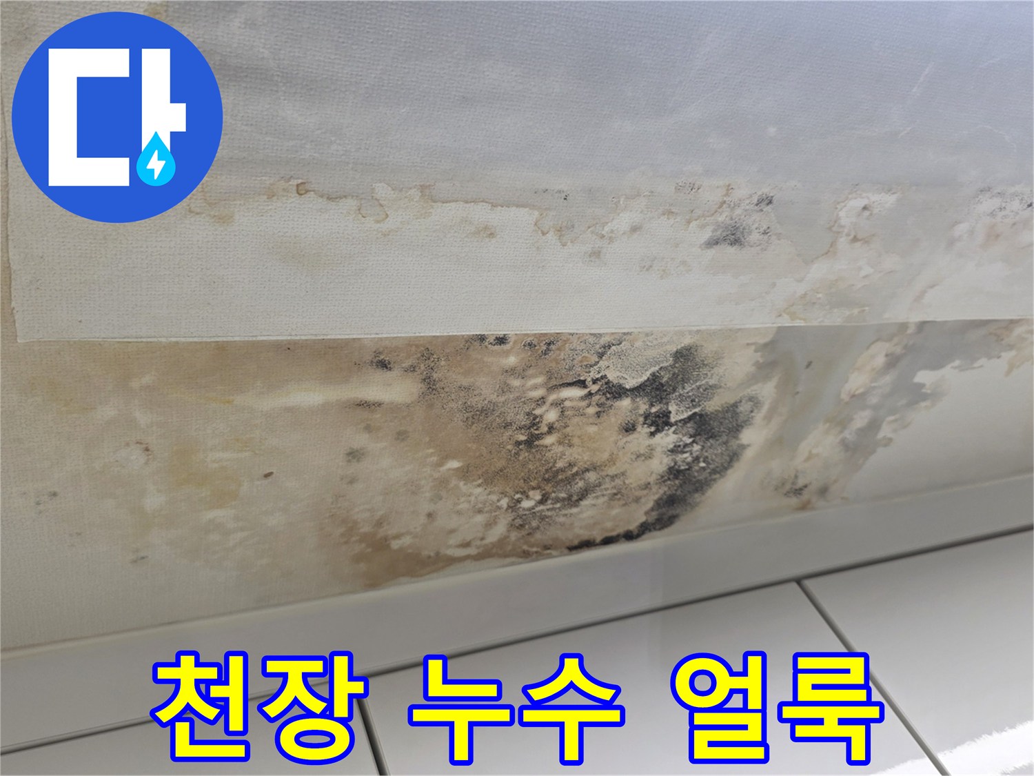성남 중원구 아랫집 천장 벽지에 발생한 심각한 누수 흔적과 곰팡이 상태