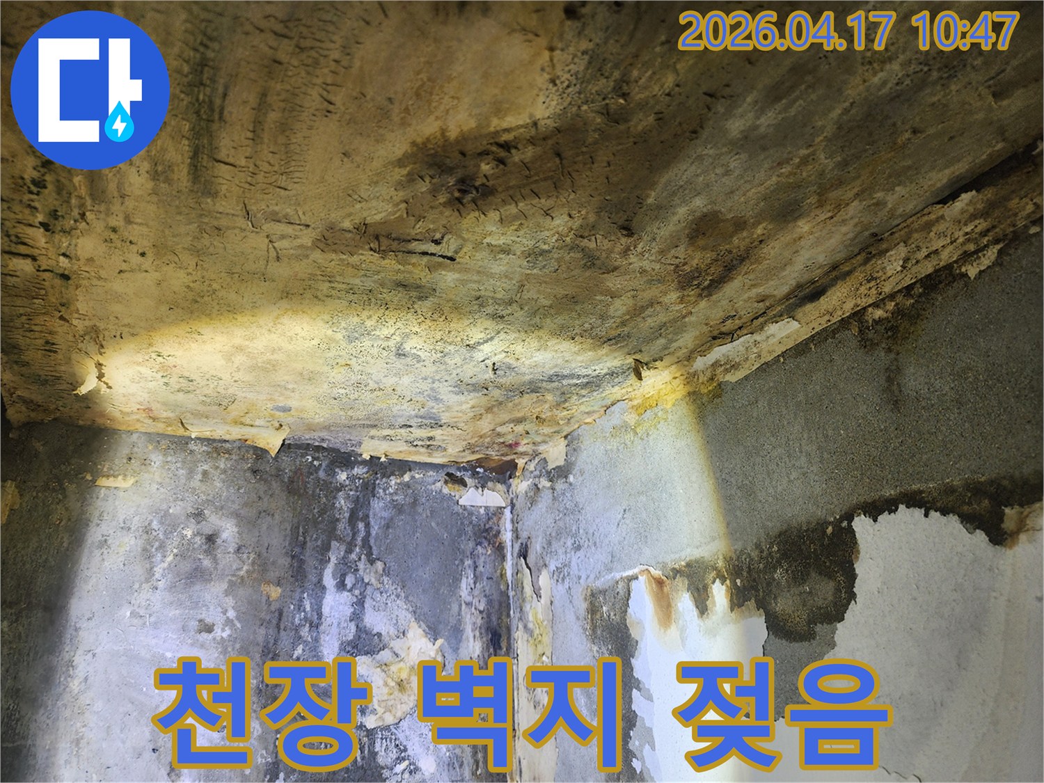 누수로 인해-천장과 벽면의 벽지가 젖고-곰팡이가 번식한 현장 모습