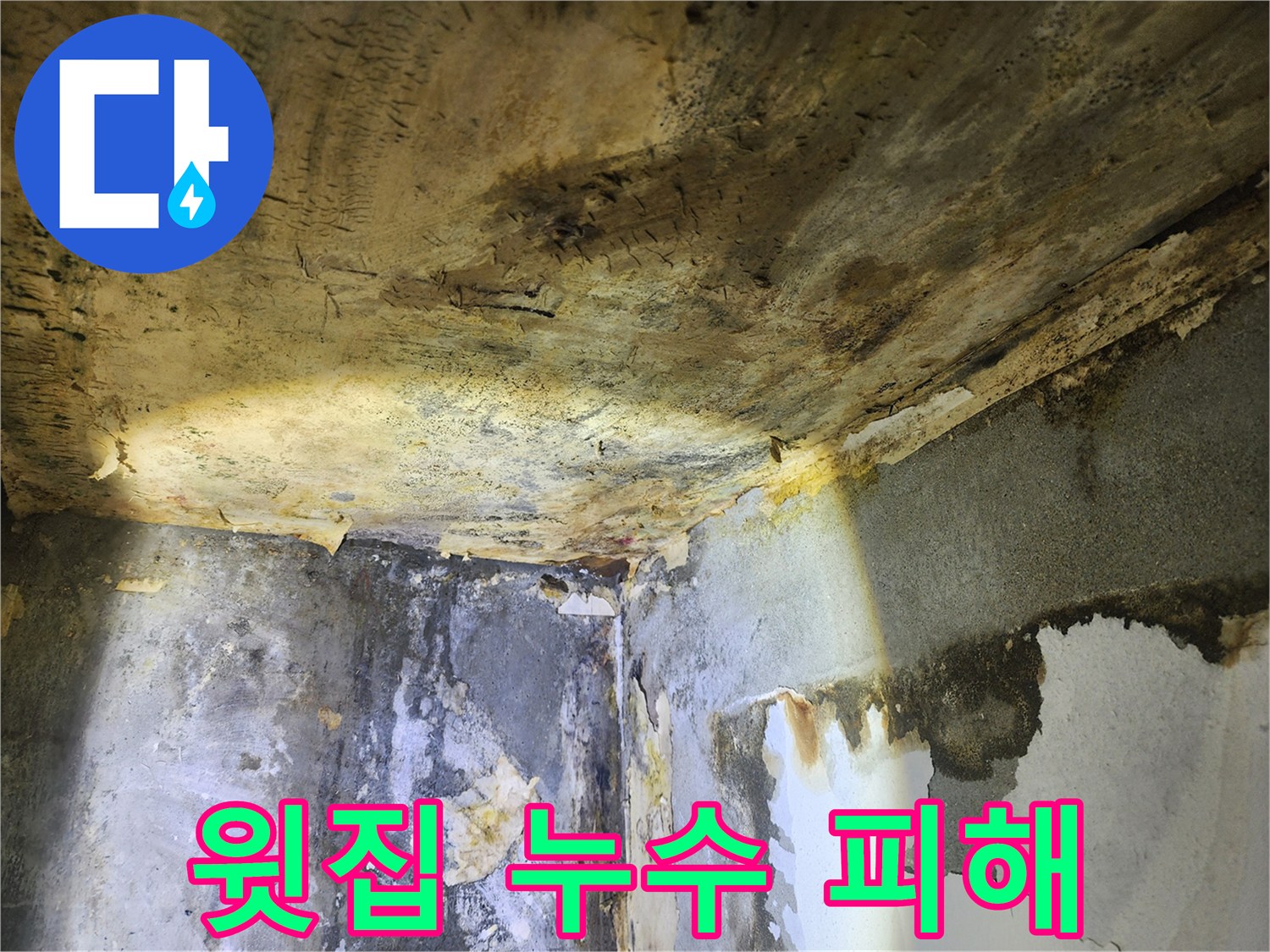 윗집 누수로 인해-천장과 벽에 발생한-심각한 물 자국과-곰팡이 번식 현장