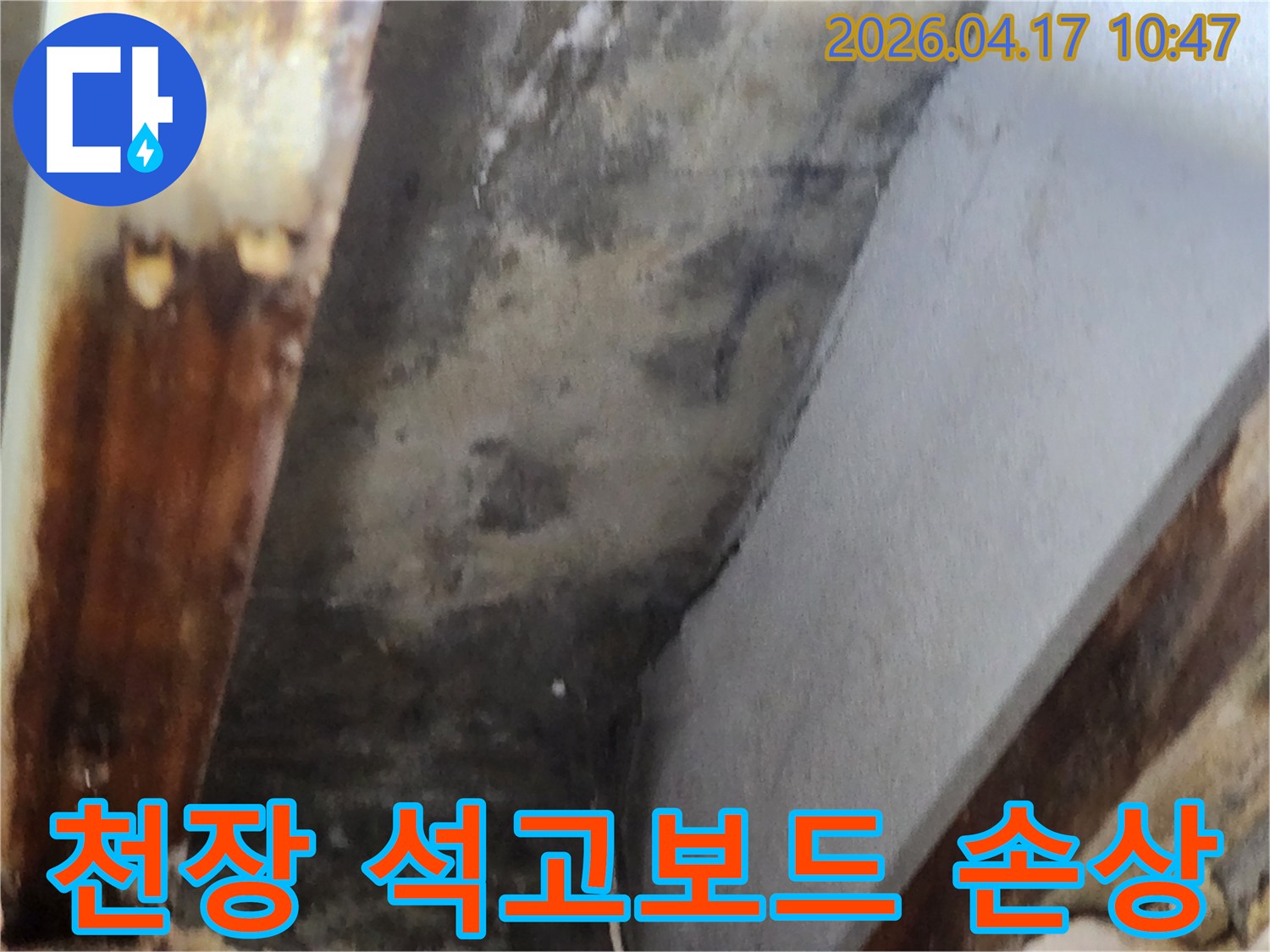 천장 석고보드에 누수로 인한 물자국과-곰팡이 번식으로 인한 심각한 손상 현장을 보여줍니다