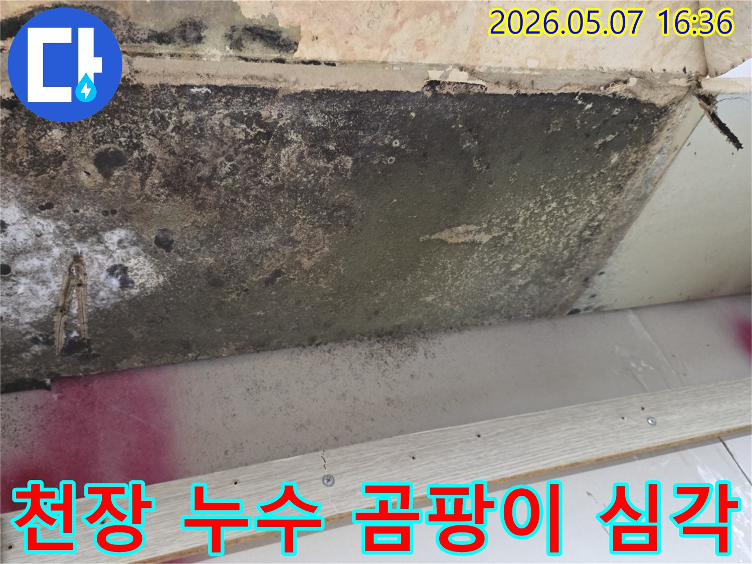 천장-누수로-인한-심각한-곰팡이-발생-현장-사진