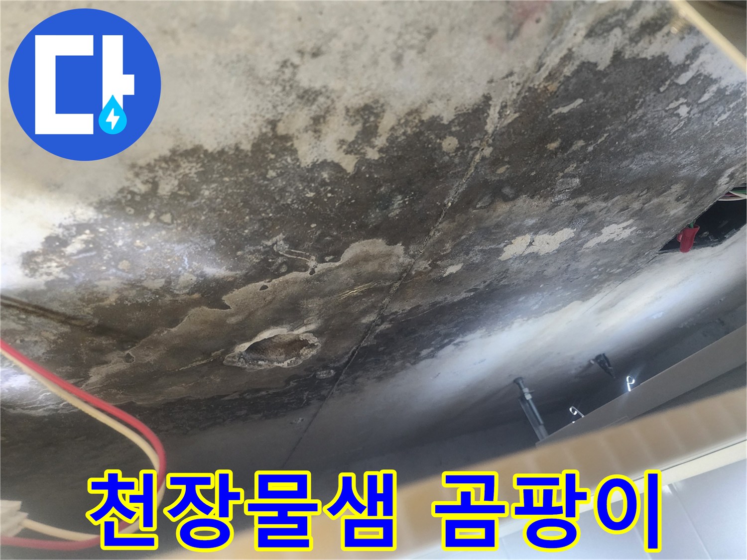 아랫집 천장에 심하게 번진 곰팡이와 누수-얼룩-이는 윗집으로부터의 물샘으로 인한 피해를 명확히 보여주는 현장 사진입니다.
