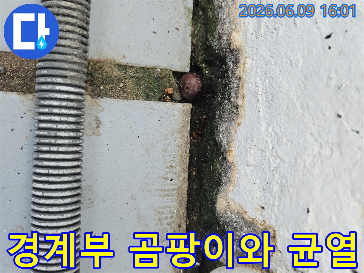바닥과 벽면의 경계부에 발생한 짙은 곰팡이와-균열-그리고 작은 이물질이 보이는 누수 현장 사진