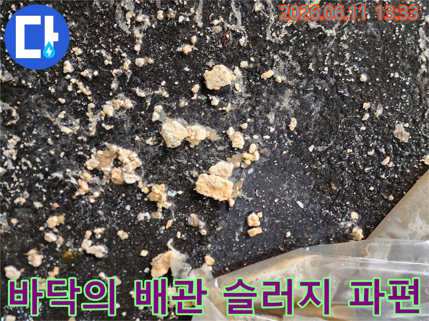 주차장 아스팔트 위에 흩어진 하얀색 오물 덩어리
